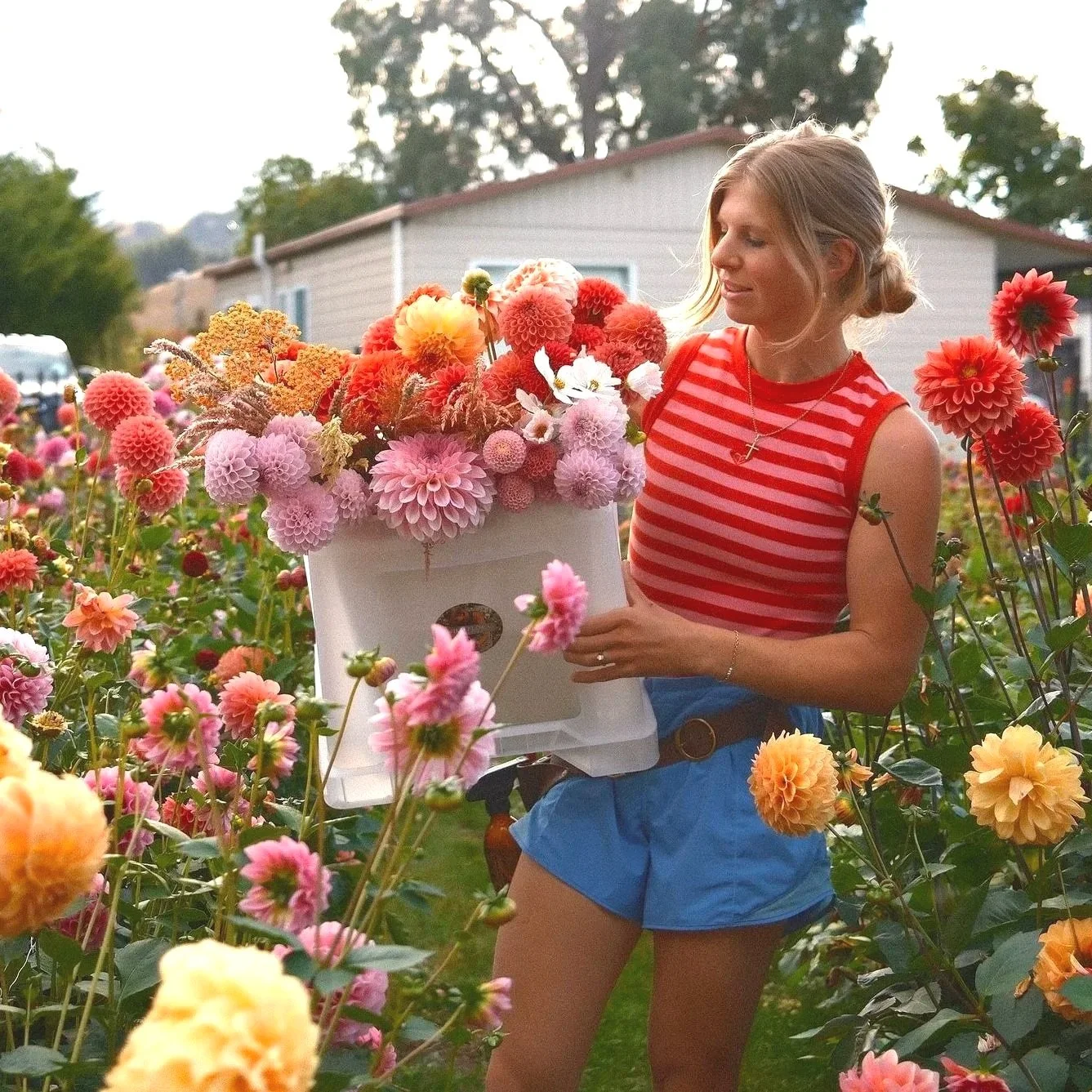 Dahlia Seed - Wild Flora's Farm Mix