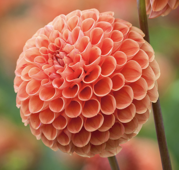 Screenshot 2026-03-24 at 9.29.11 PM.png