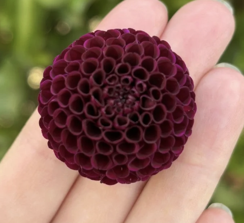 Screenshot 2026-03-24 at 9.54.23 PM.png