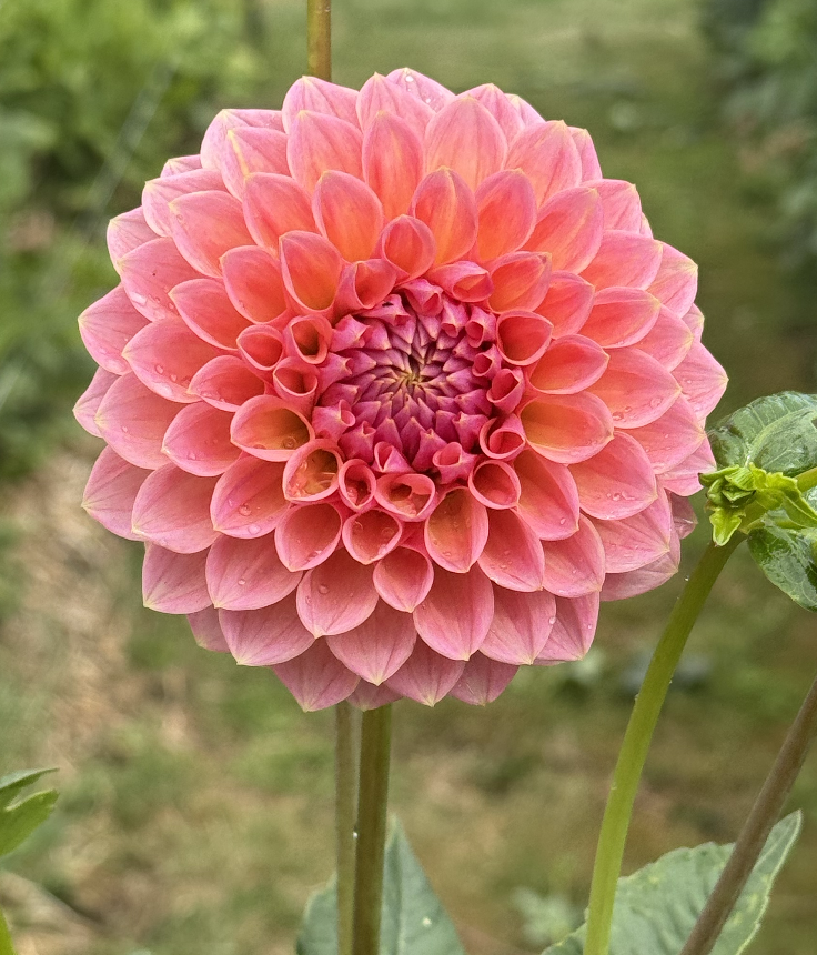 Screenshot 2026-03-23 at 10.03.12 PM.png