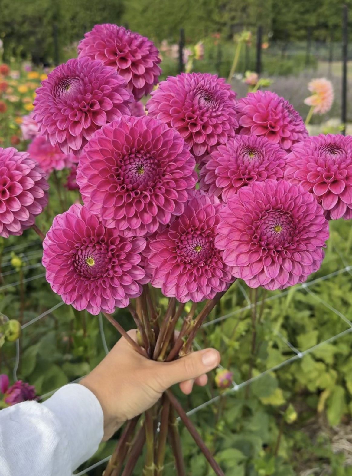 Screenshot 2026-03-25 at 6.18.29 PM.png