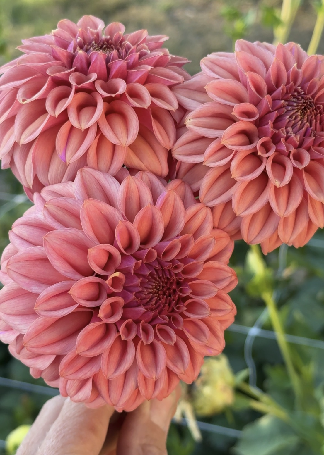 Screenshot 2026-03-24 at 10.03.23 PM.png