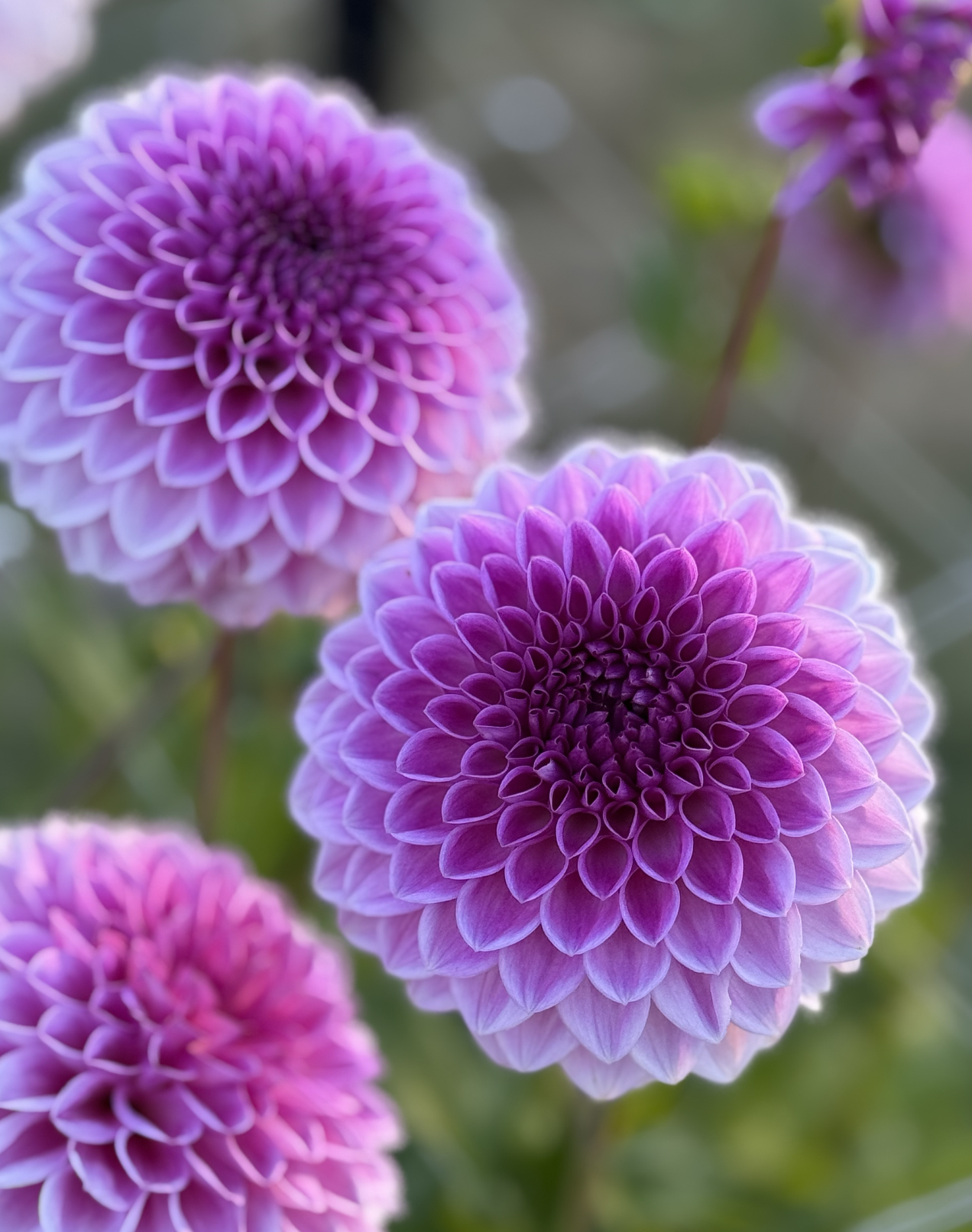 Screenshot 2026-03-23 at 12.47.20 PM.png