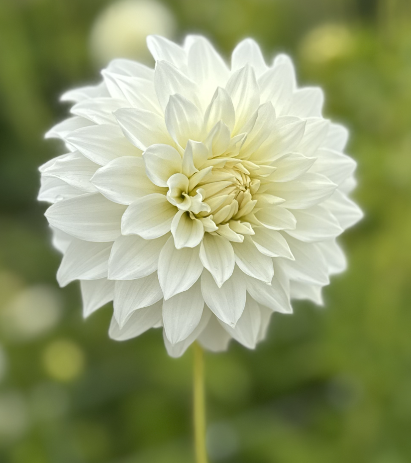 Screenshot 2026-03-25 at 6.04.02 PM.png