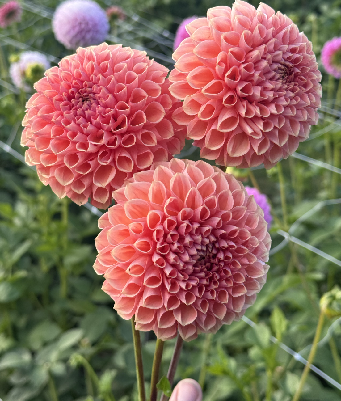 Screenshot 2026-03-23 at 12.41.29 PM.png