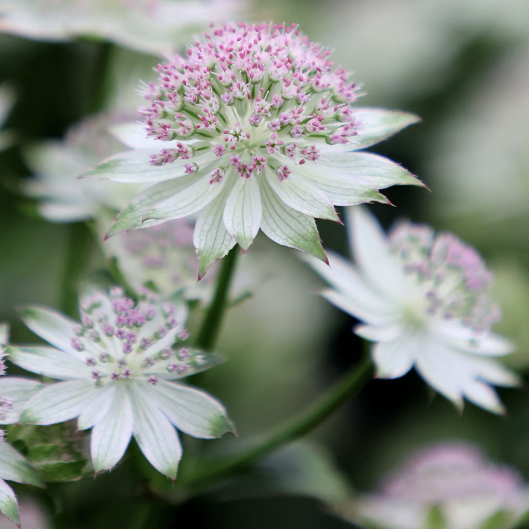 Astrantia
