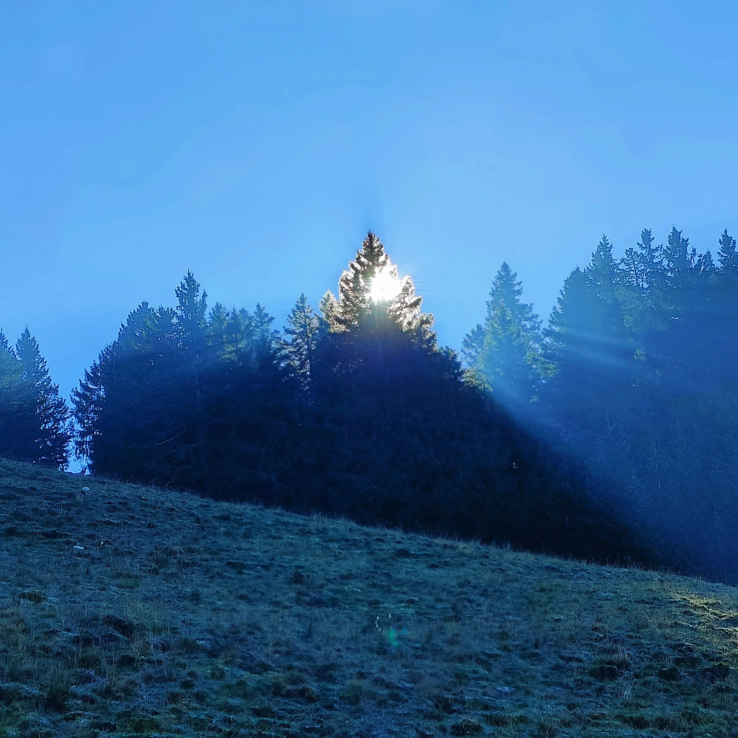 Blick auf einen bewaldeten Hügel bei Sonnenuntergang mit einem klaren blauen Himmel und Sonnenschein, der durch die Baumwipfel scheint.