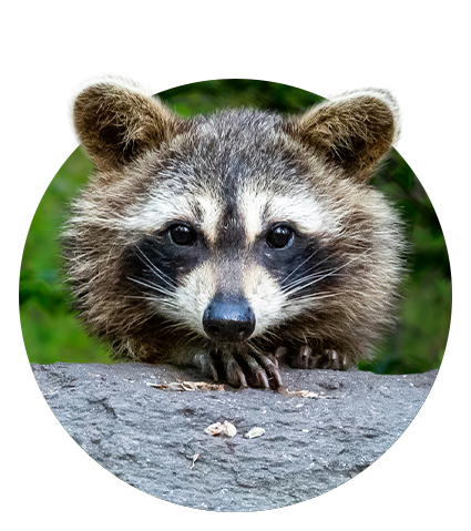 Imagen para perfil de usuario: mapache