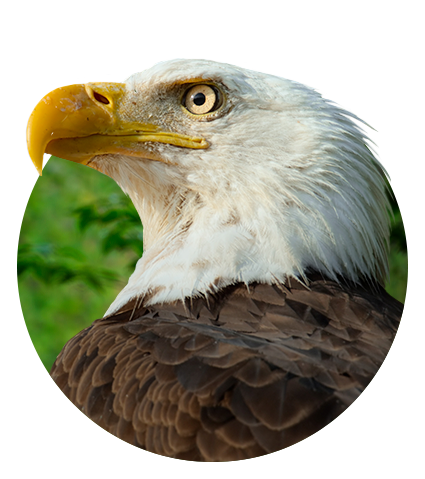 Imagen para perfil de usuario: águila