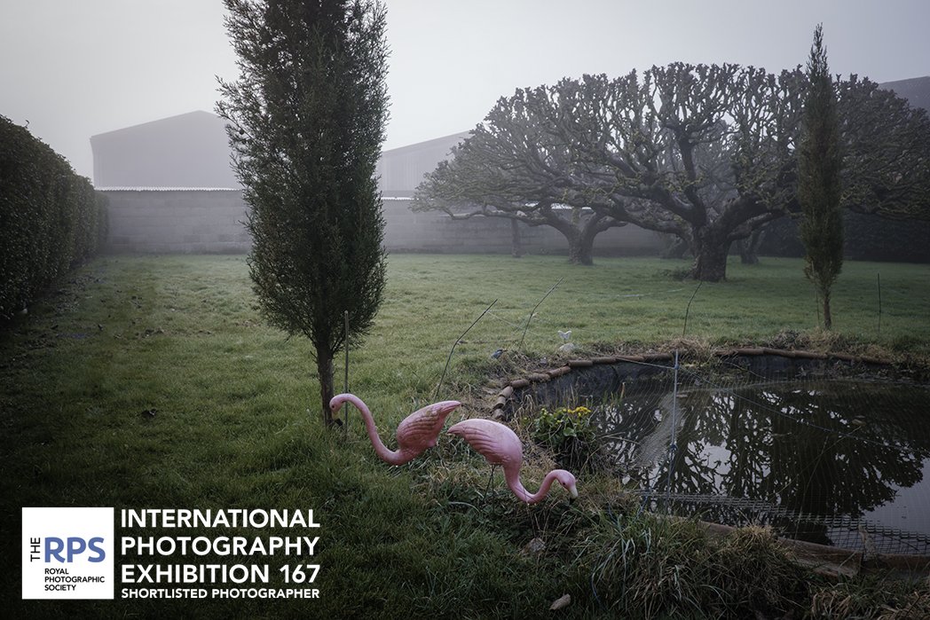 Flamingoes IPE167.jpg