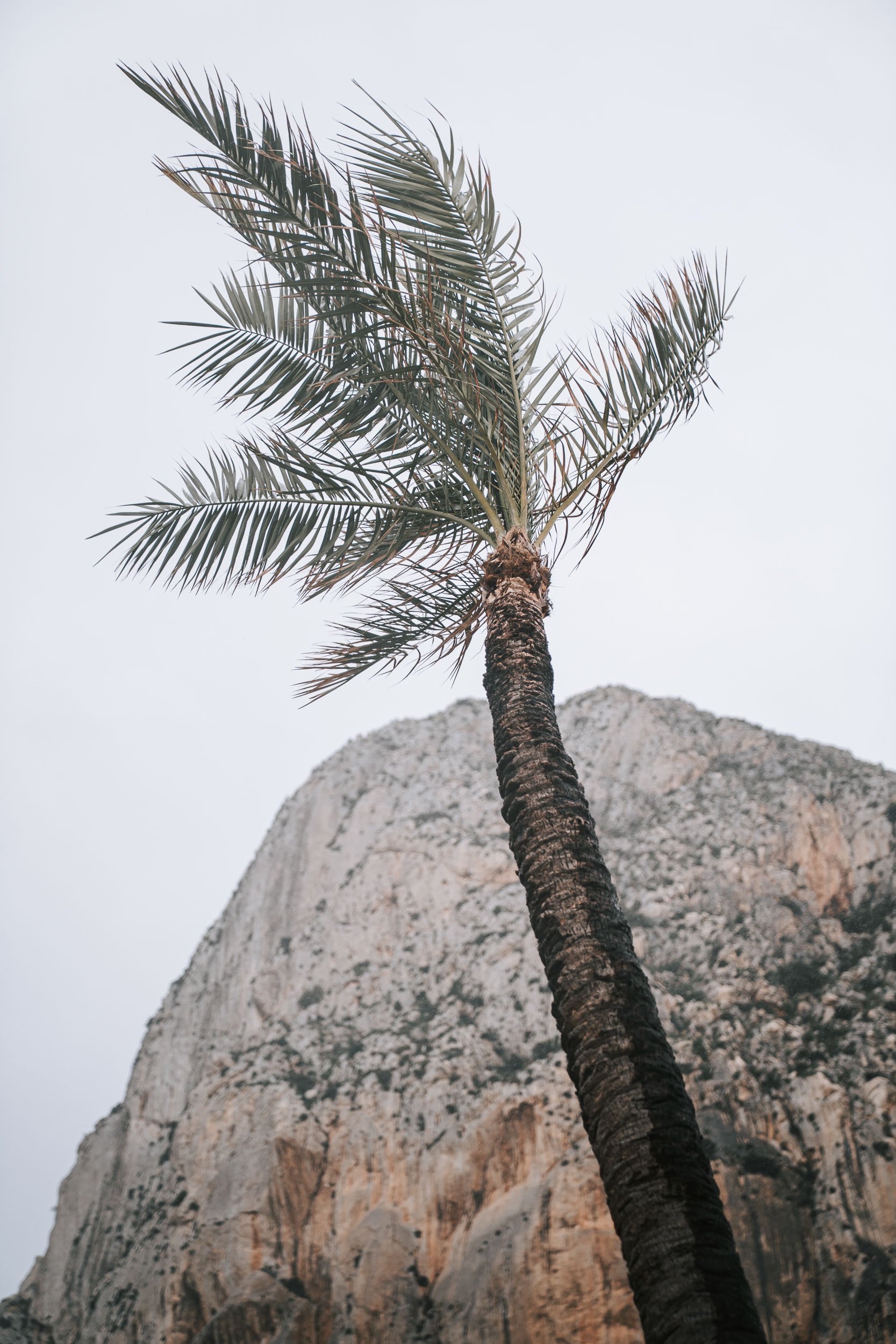 A tall palm tree with green fronds set against a rocky mountain in the background.