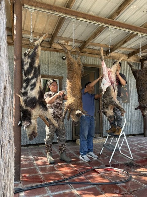 Wild hog processing