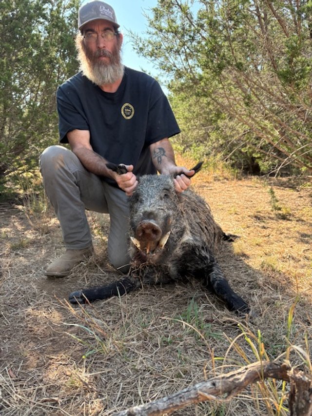 Morning hog hunt