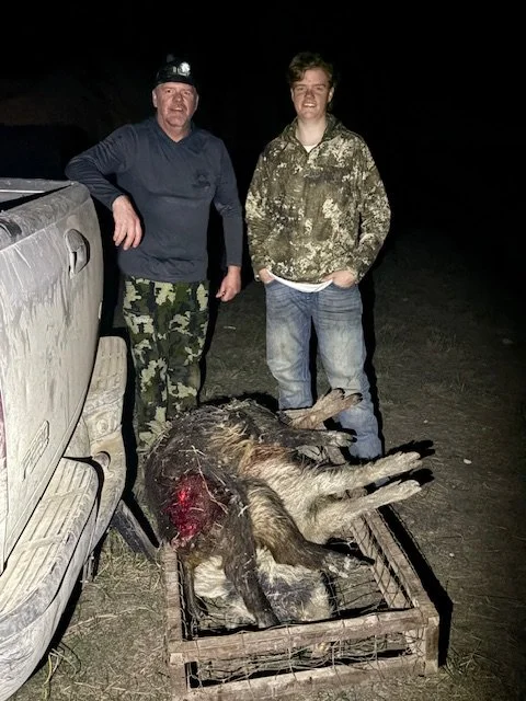 Successful night time hog hunt loaded in the truck
