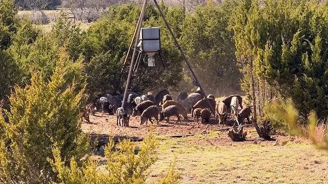 A sounder of hogs eating at a feeder