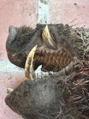 Nice hog teeth up close