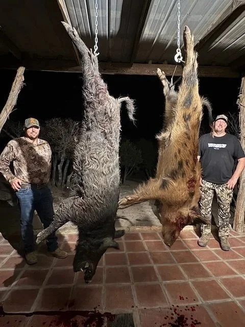 Two hunters stand beside hanging wild boars, ready for processing at night