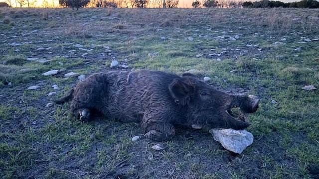 Trophy Boar in Texas