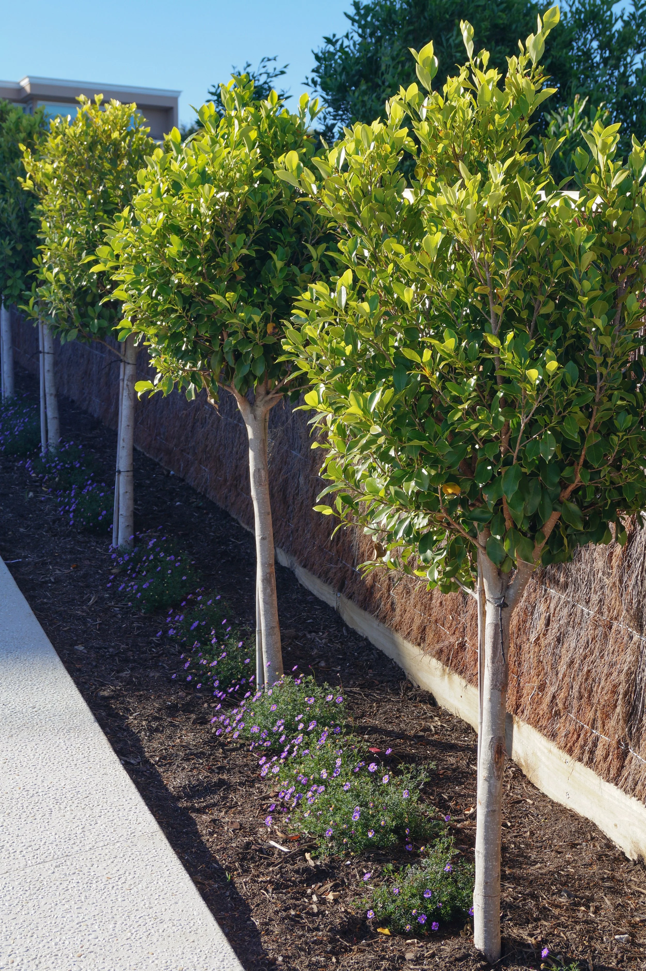 Mount Martha Photos Dec 2025-26.jpg