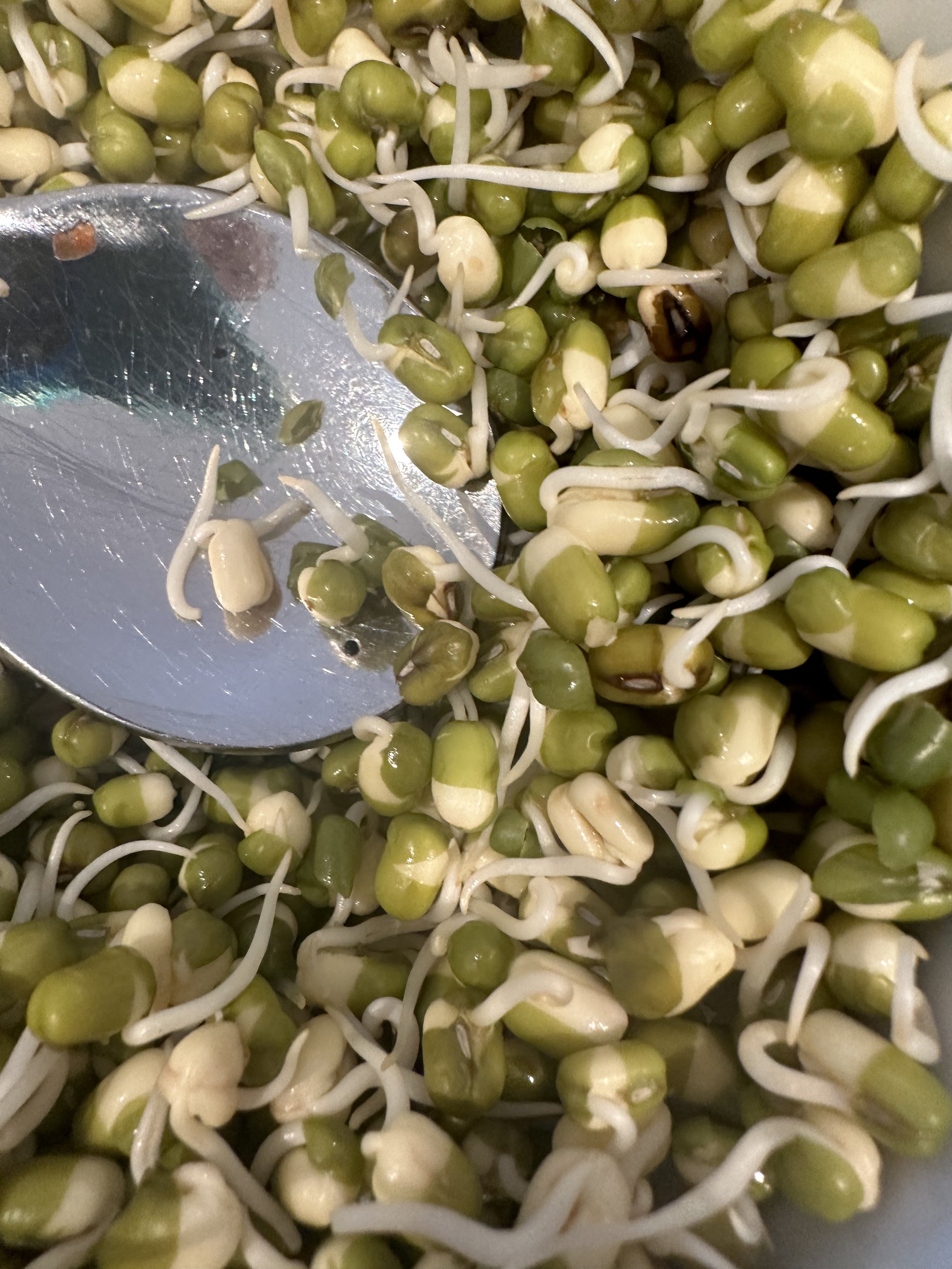 Close-up of sprouted mung beans with a metal spoon.
