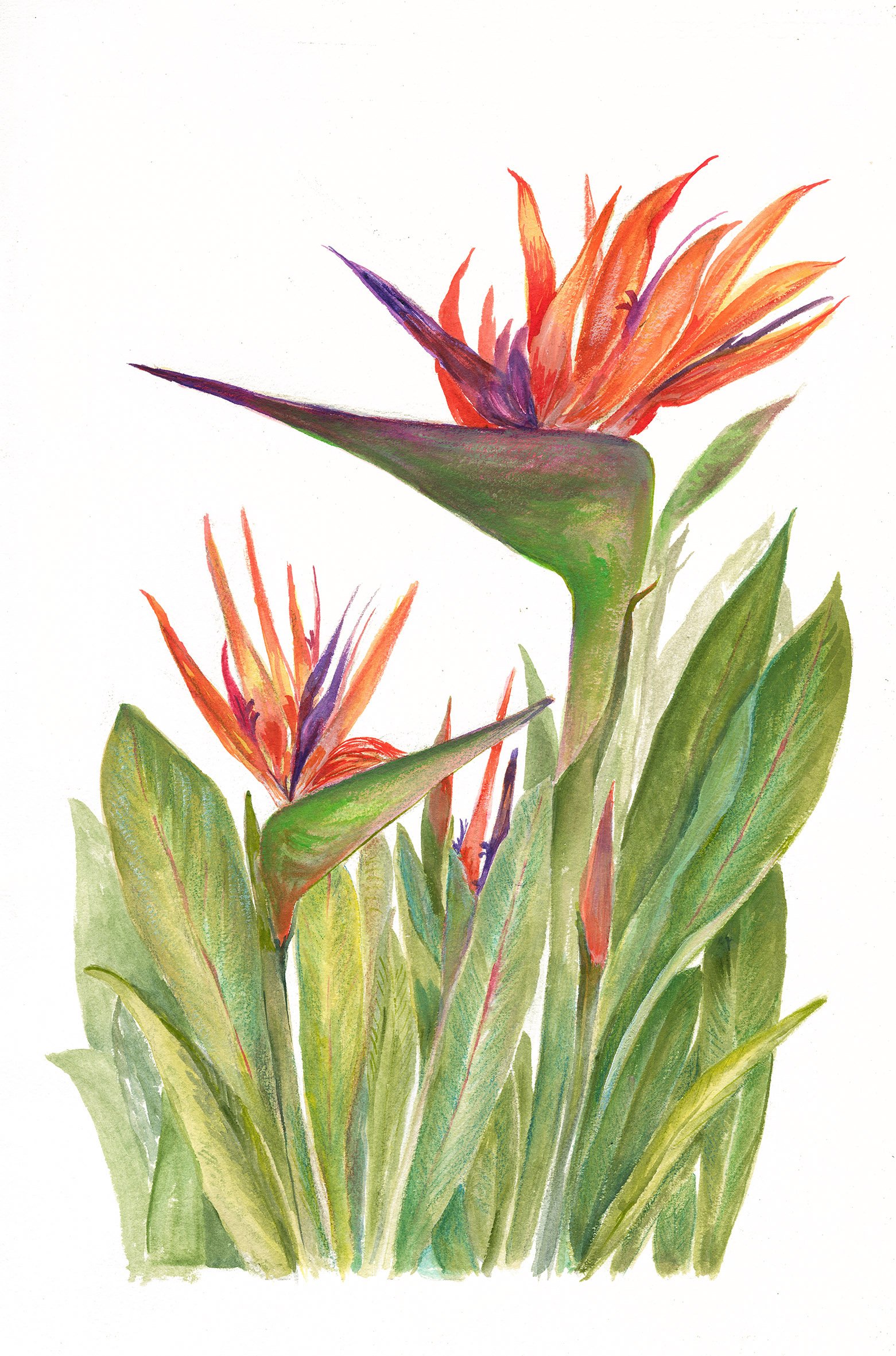 Bird Of Paradise.jpg