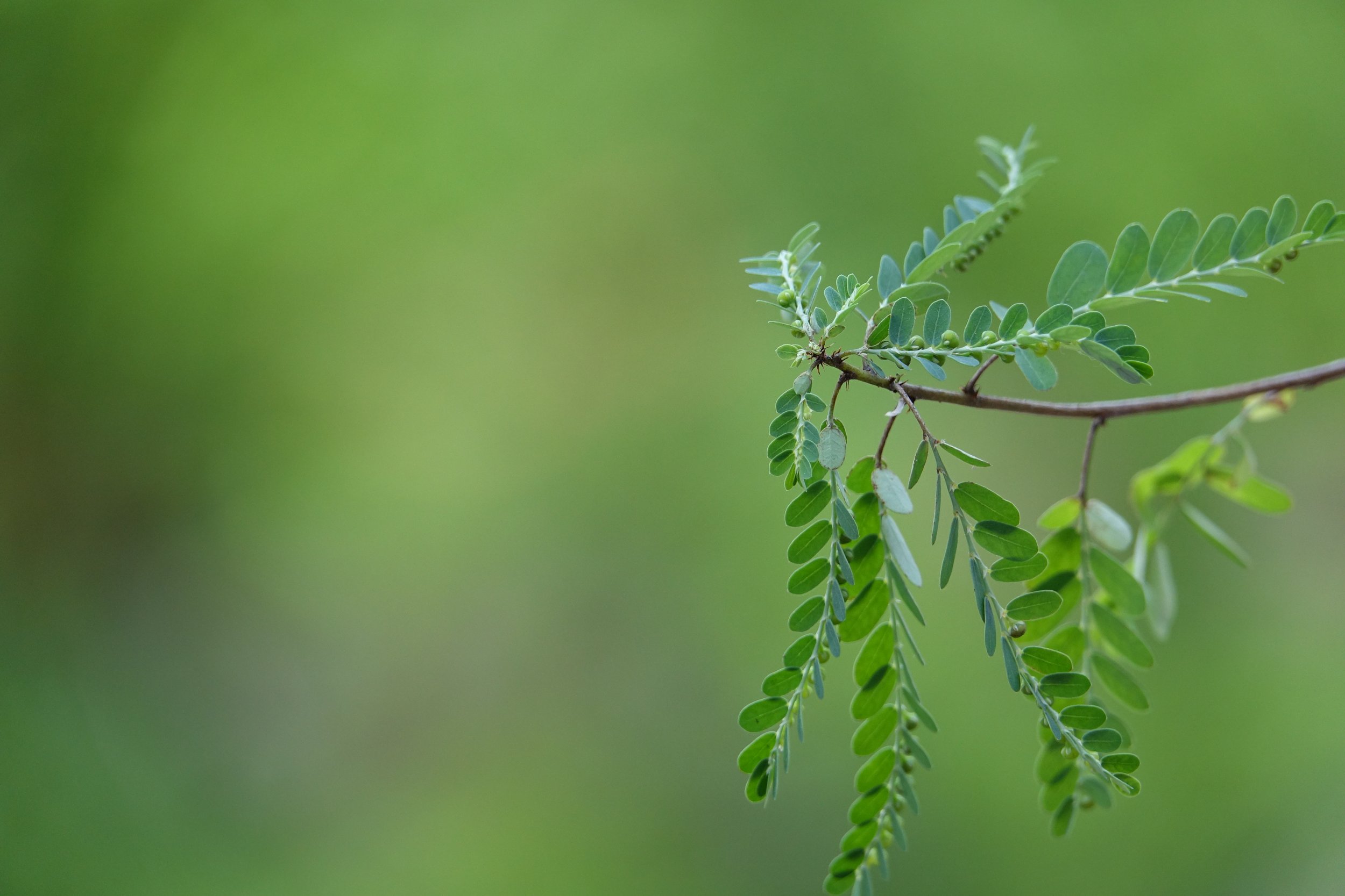 Close-up of green tree branches with small oval-shaped leaves against a blurred green background.