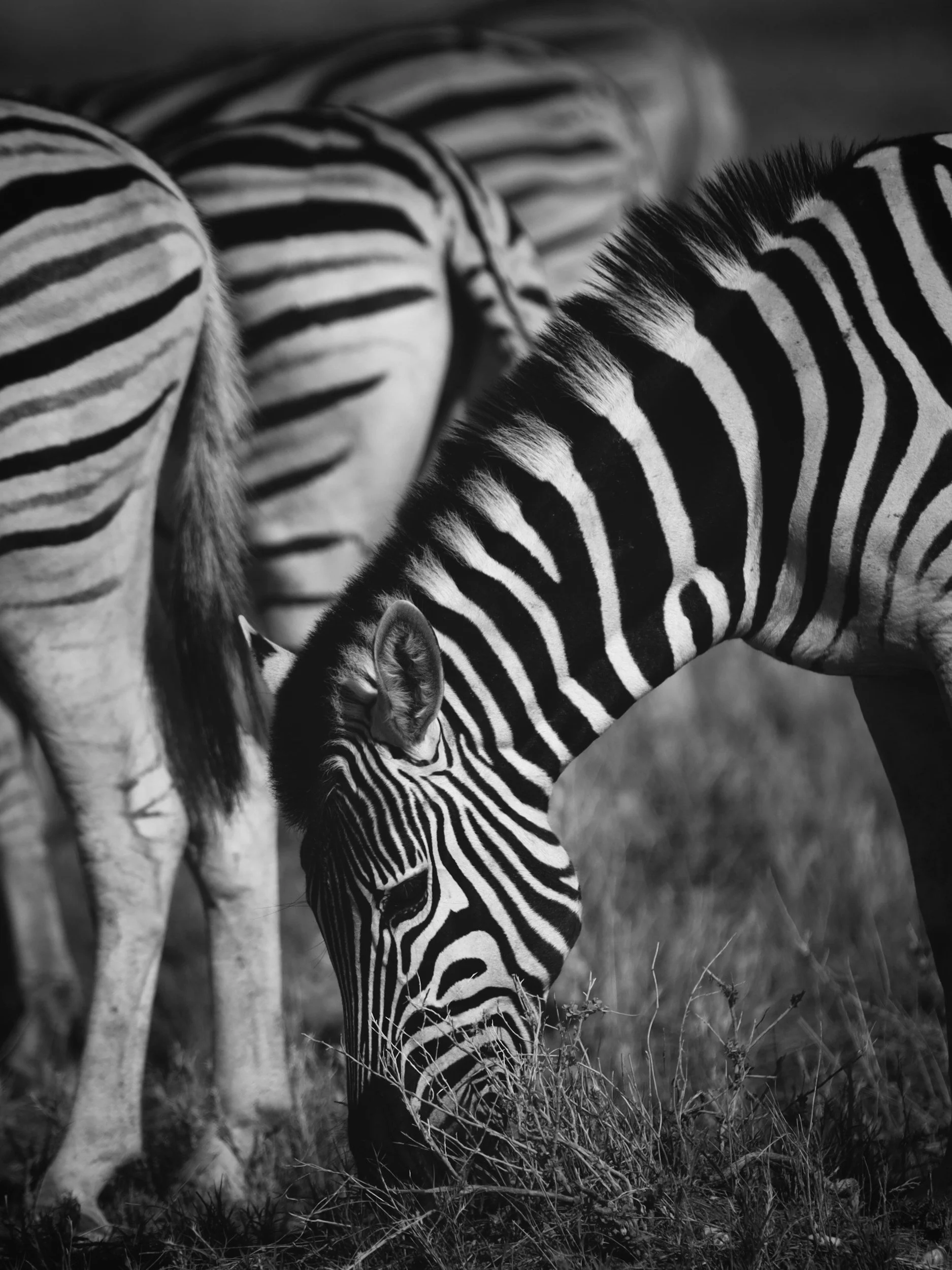 Black and white photo of a zebra grazing in a grassy area, with part of another zebra visible in the background.