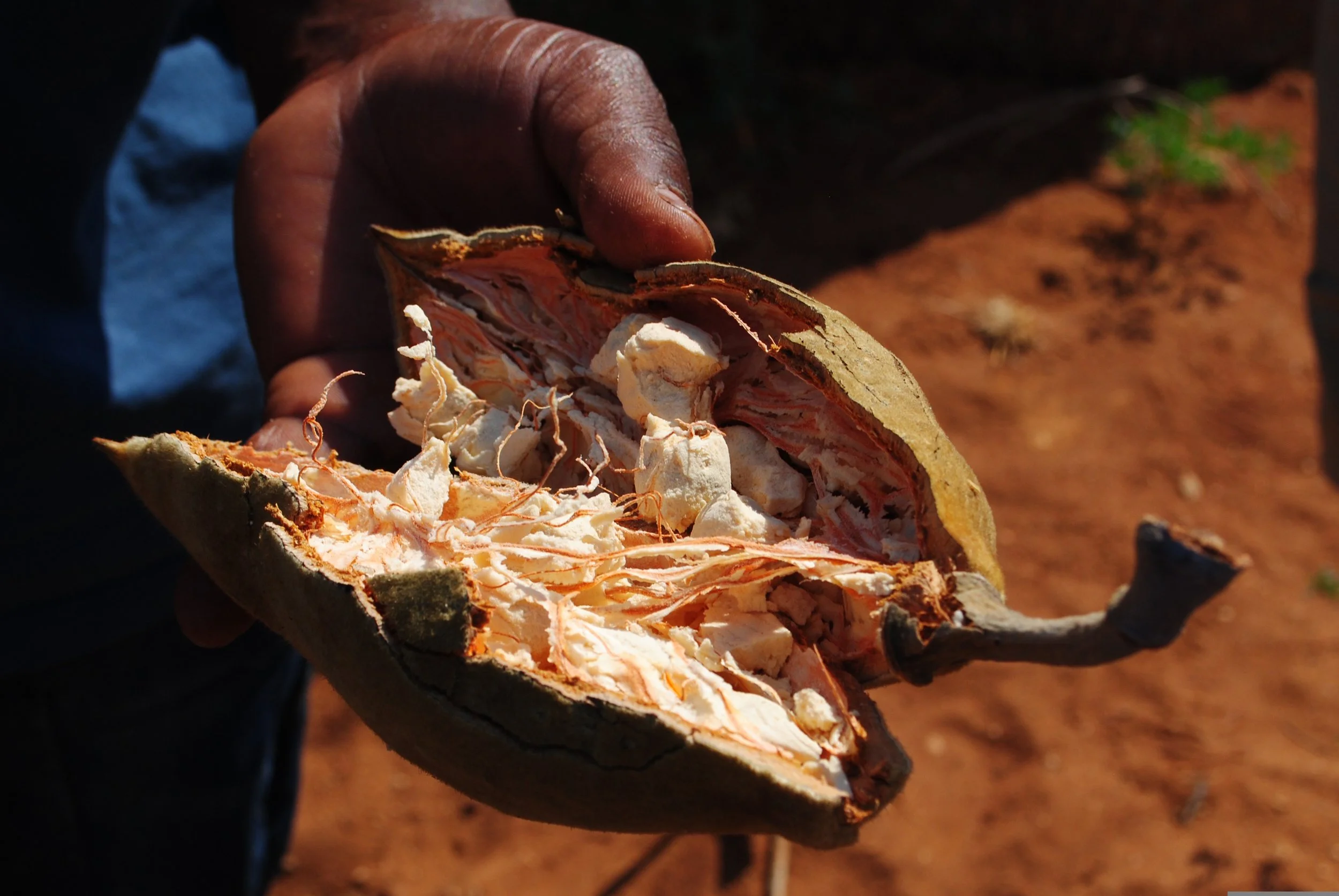 Close-up of a hand holding a dried cacao pod, cut open to reveal white cacao beans inside.