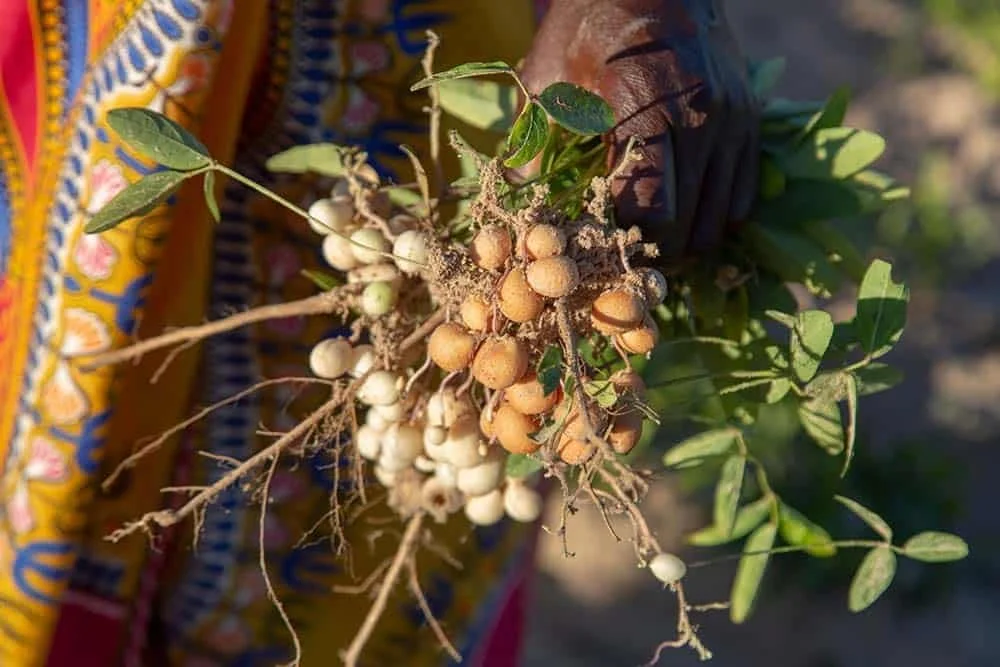 Person holding a cluster of peanuts still on the plant in an outdoor setting.
