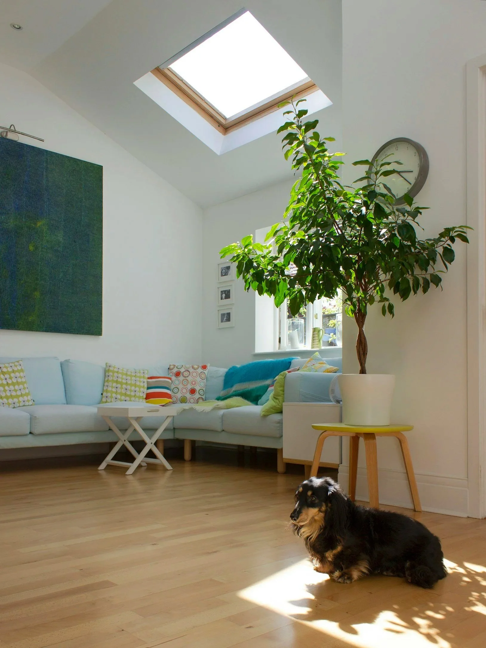 Salon lumineux avec un plafond en pente, un puits de lumière, un grand arbre en pot, un mur blanc avec une horloge, un canapé blanc avec des coussins colorés, un chien dachshund noir et brun assis sur le parquet en bois.