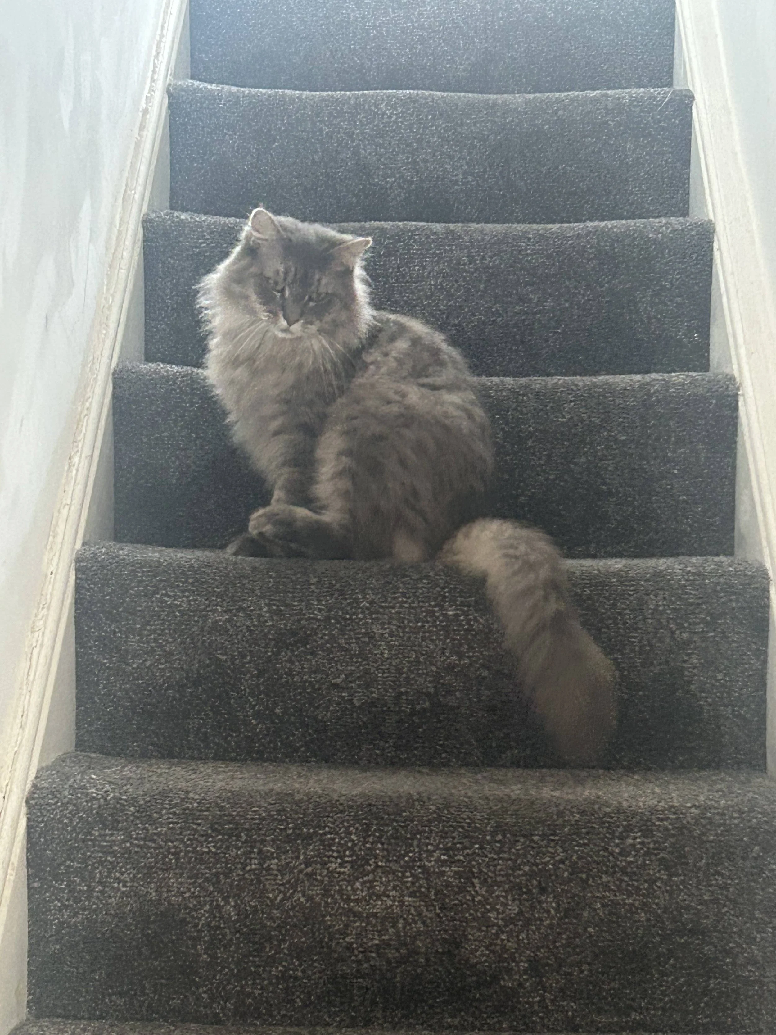 Penelope_March_2026_Stairs.jpg