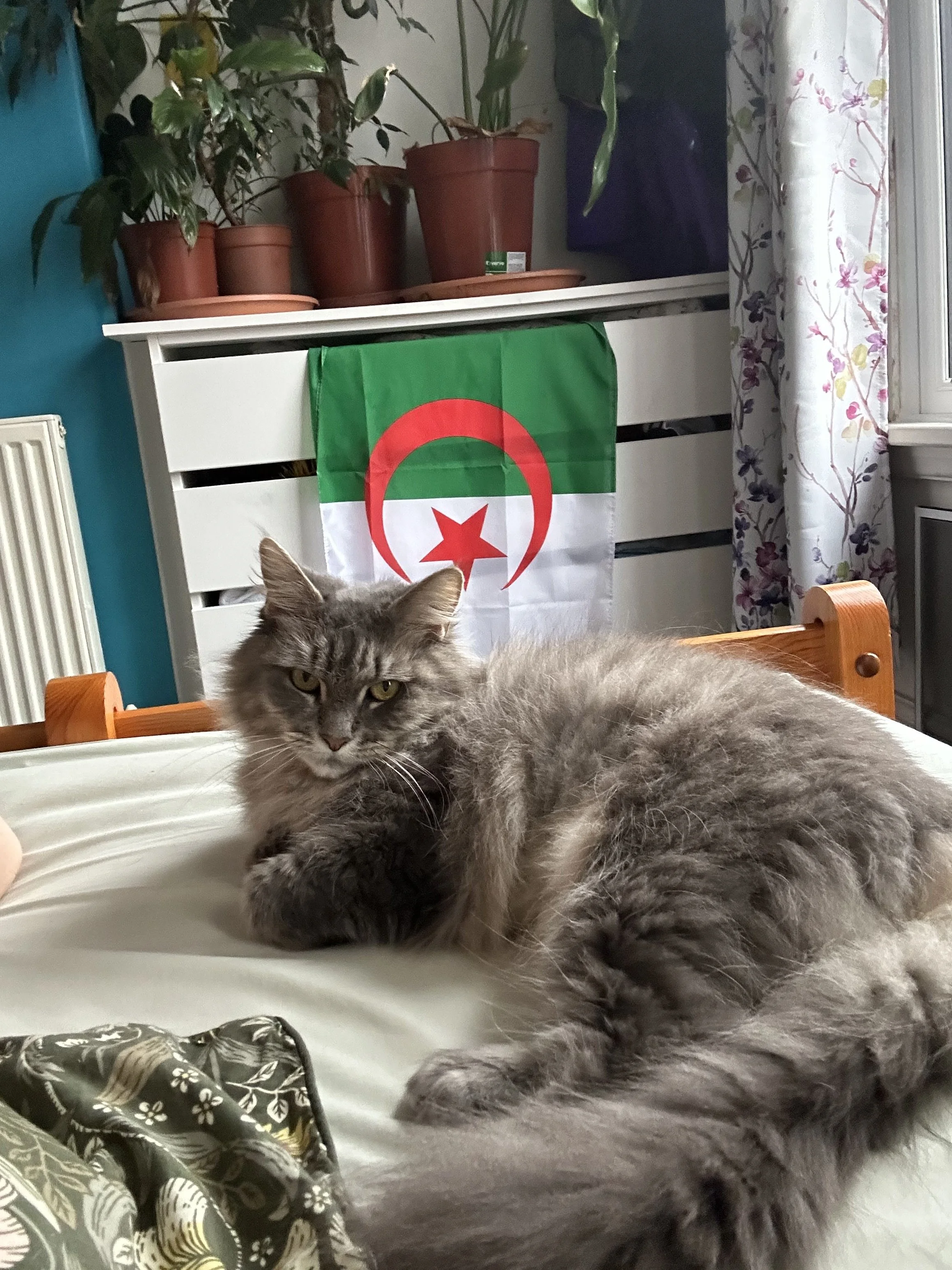 Penelope_March_2026_On_Bed_with_Algerian_Flag.jpg