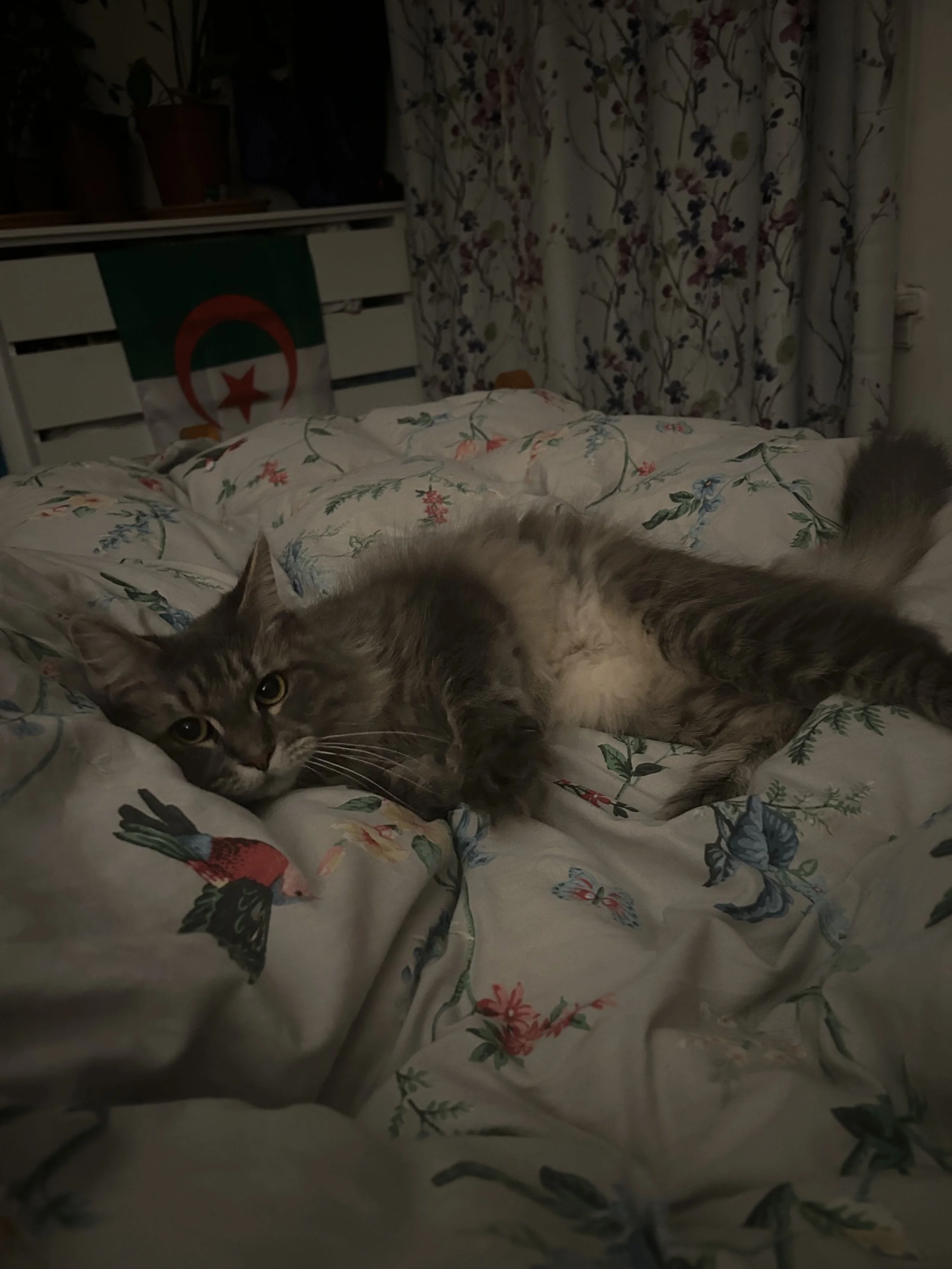 Penelope_March_2026_Bed.jpg