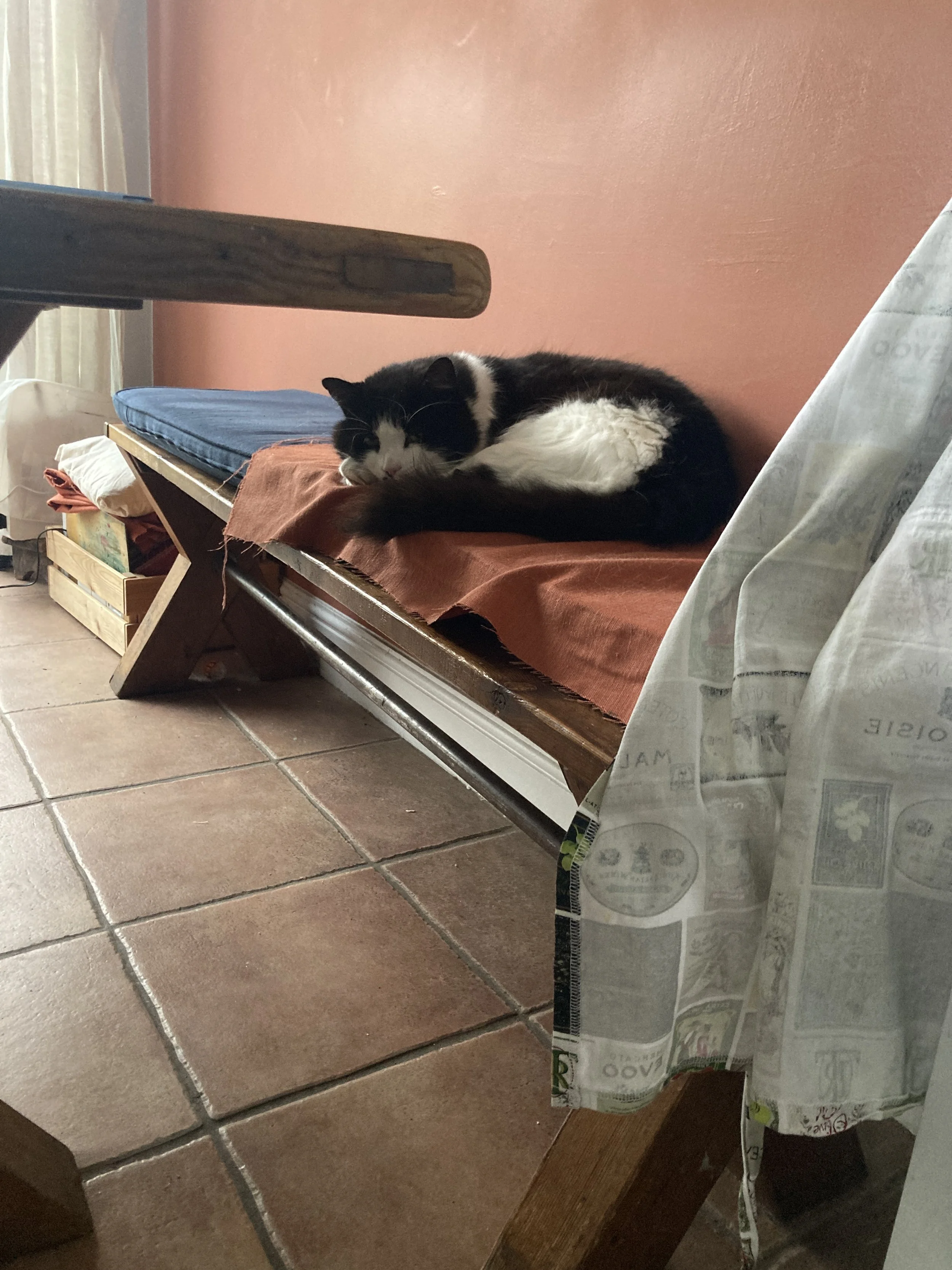 Observant Monty November 2025.JPG