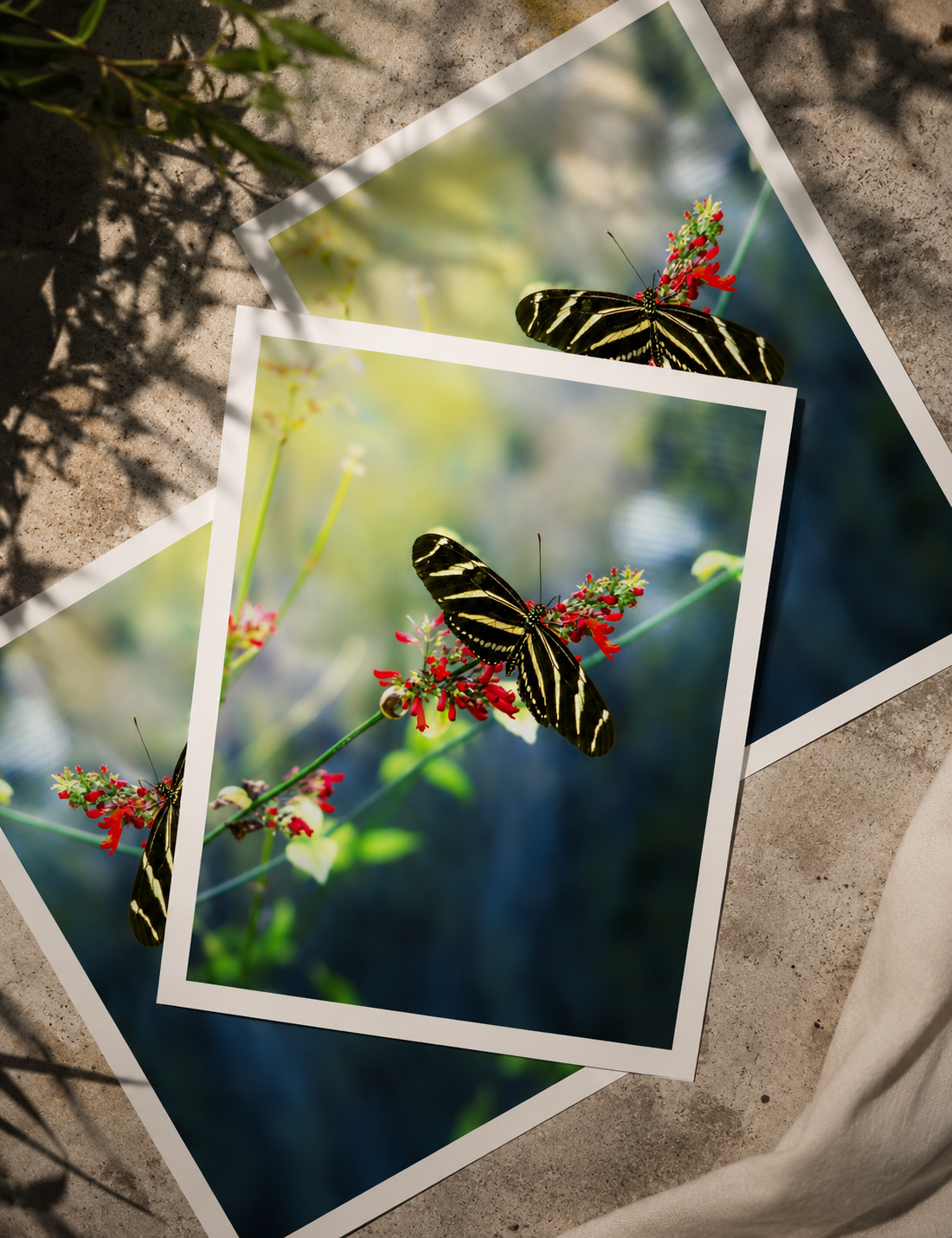 The Butterfly Multiple.png