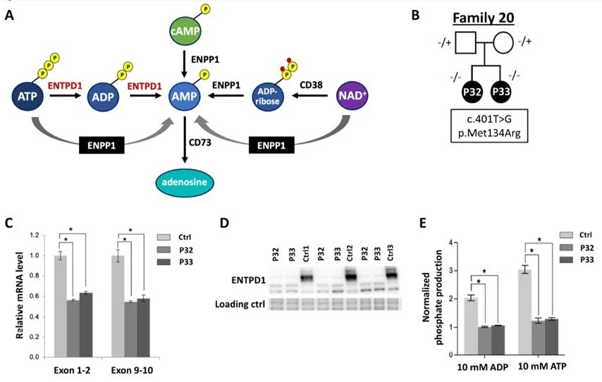 ENTPD1 website 2.jpg