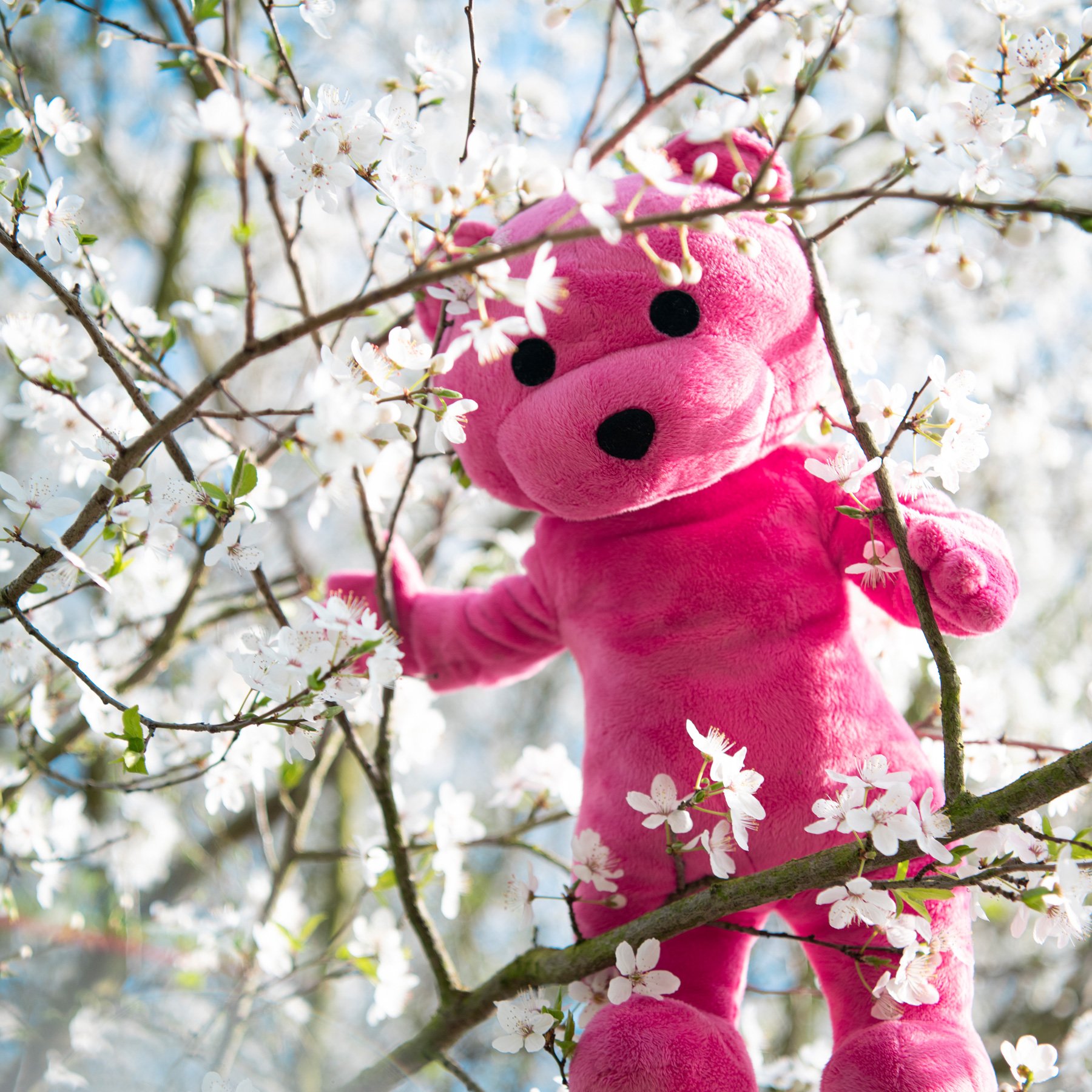 the_pink_bear_plush_location_8.jpg