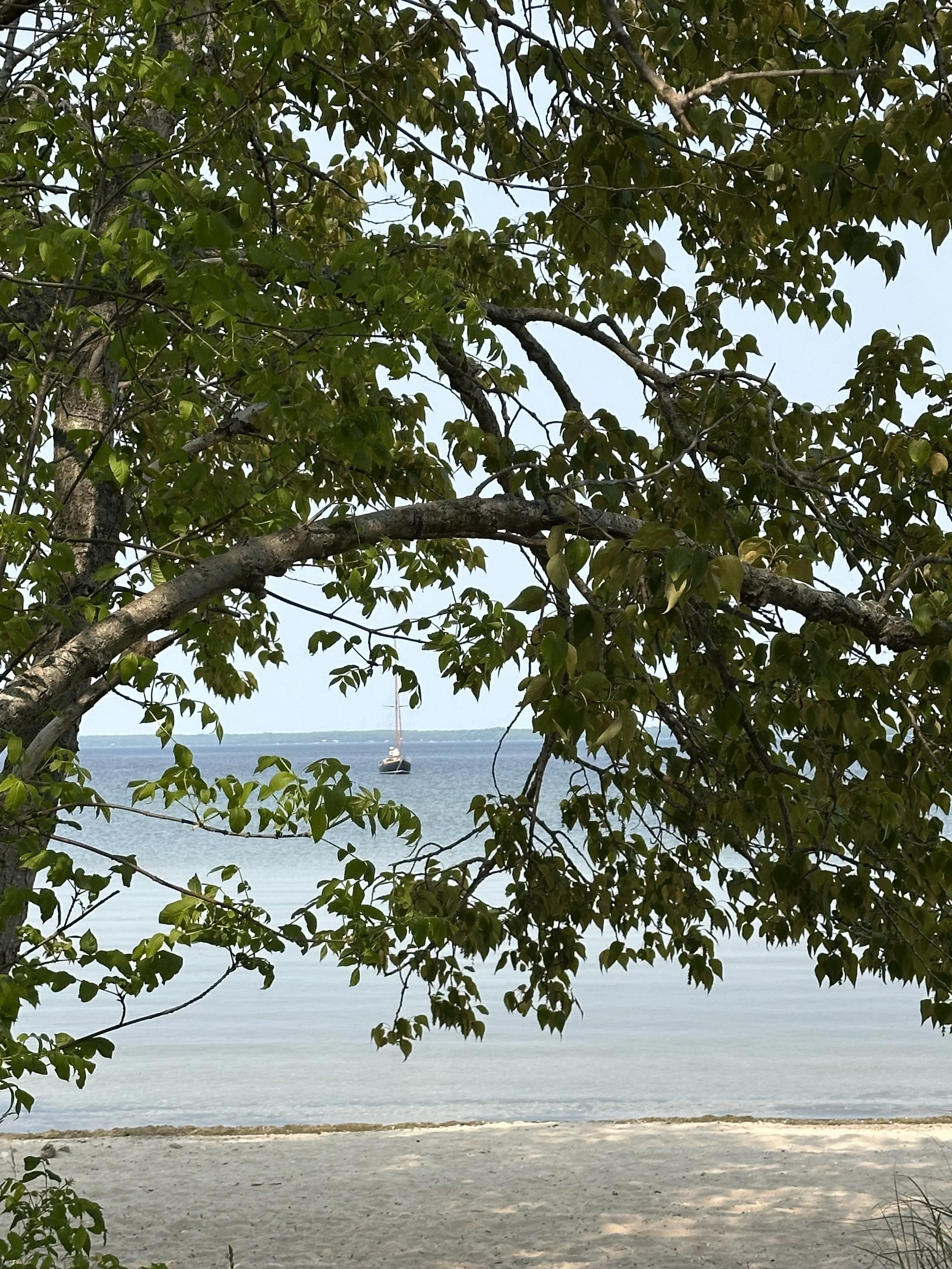Neat shot of Ciara through the trees
