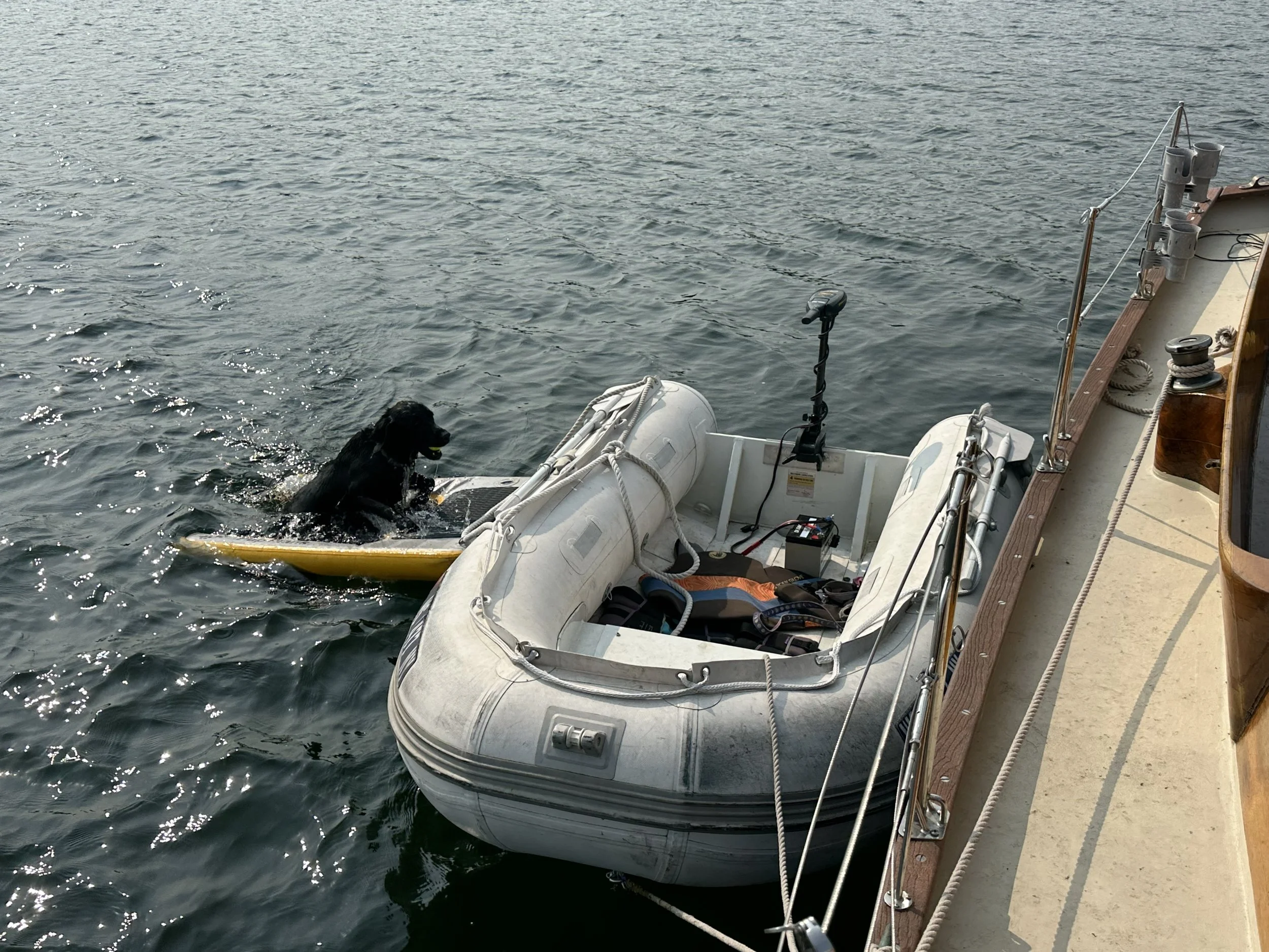 1st use of the pup plank this year
