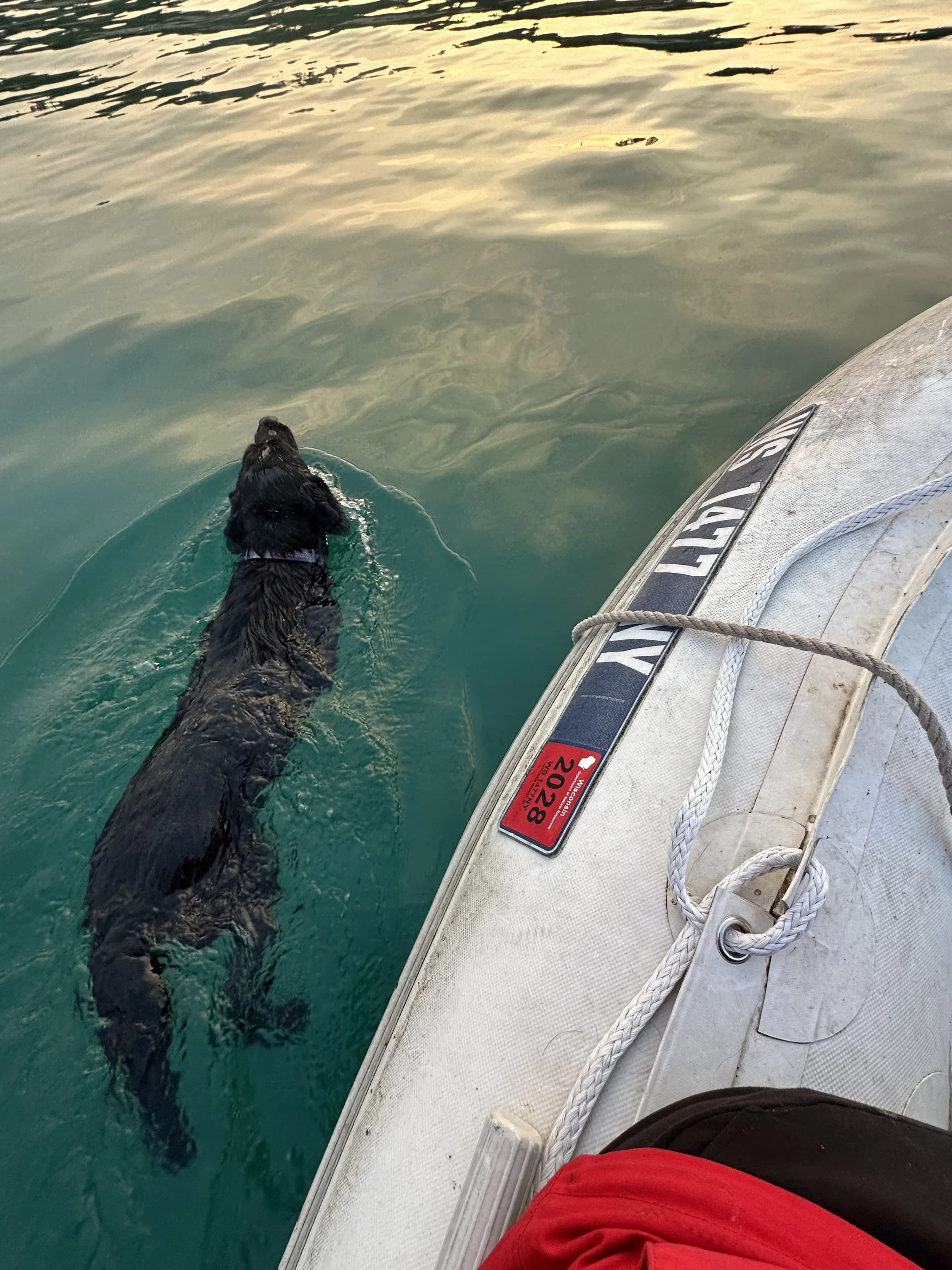 So we let her jump in a swim to shore