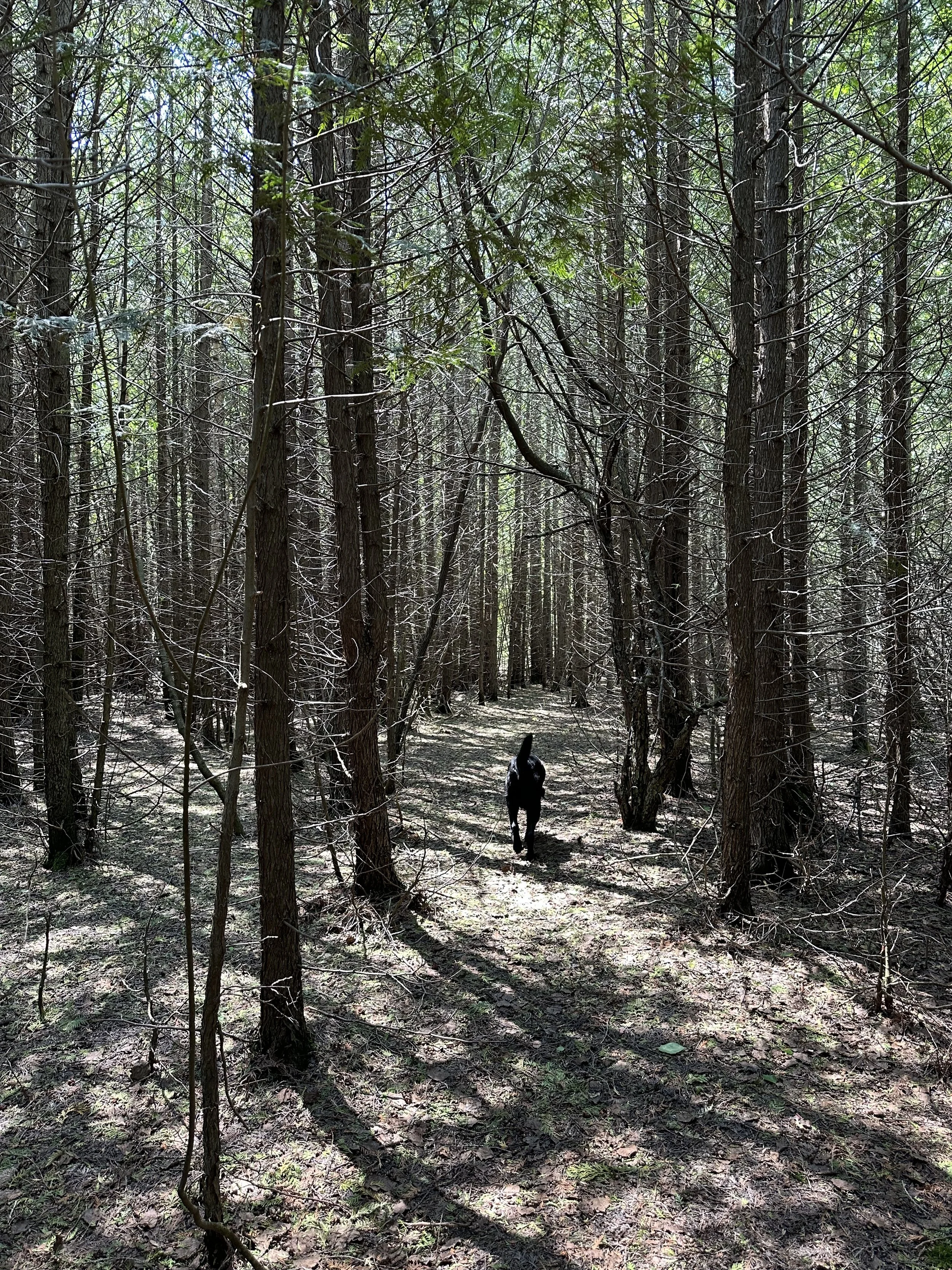 Easy beautiful cedar forest