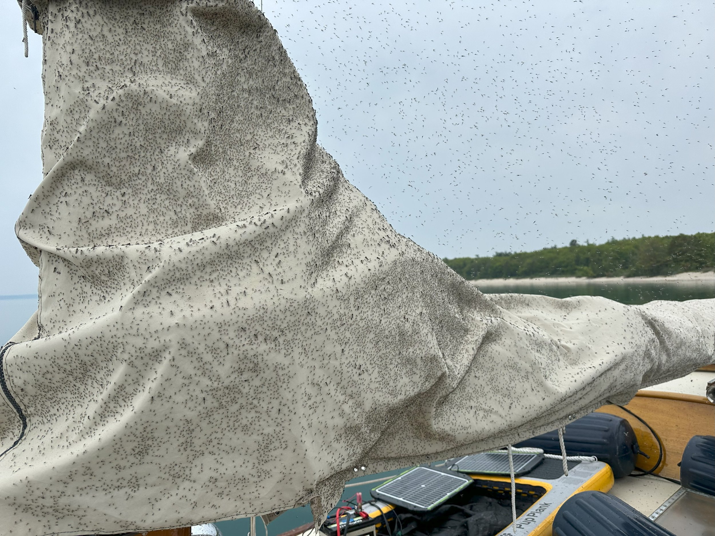 Mayflies on our main cover