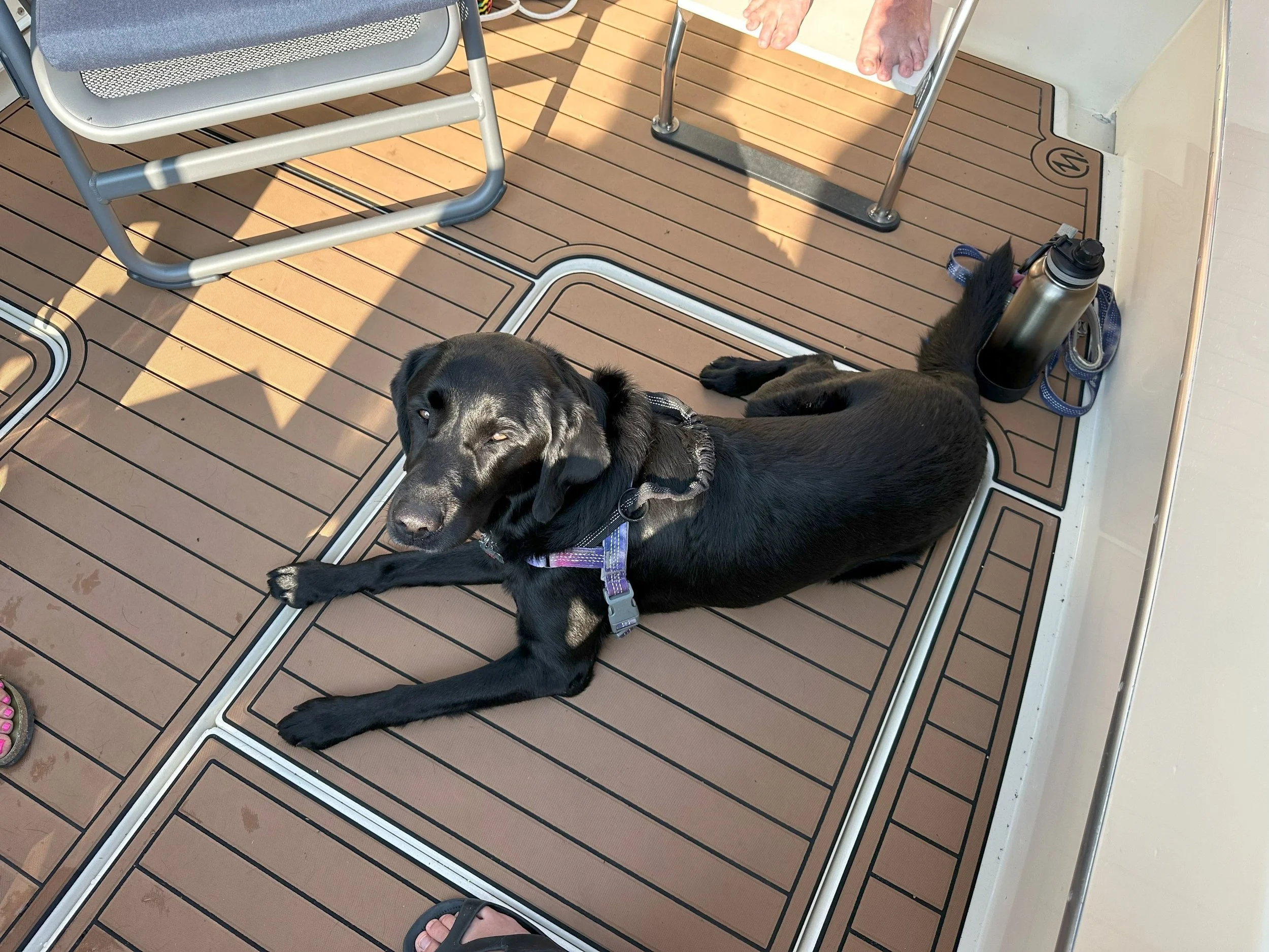Kona enjoying Greg and Laura's boat