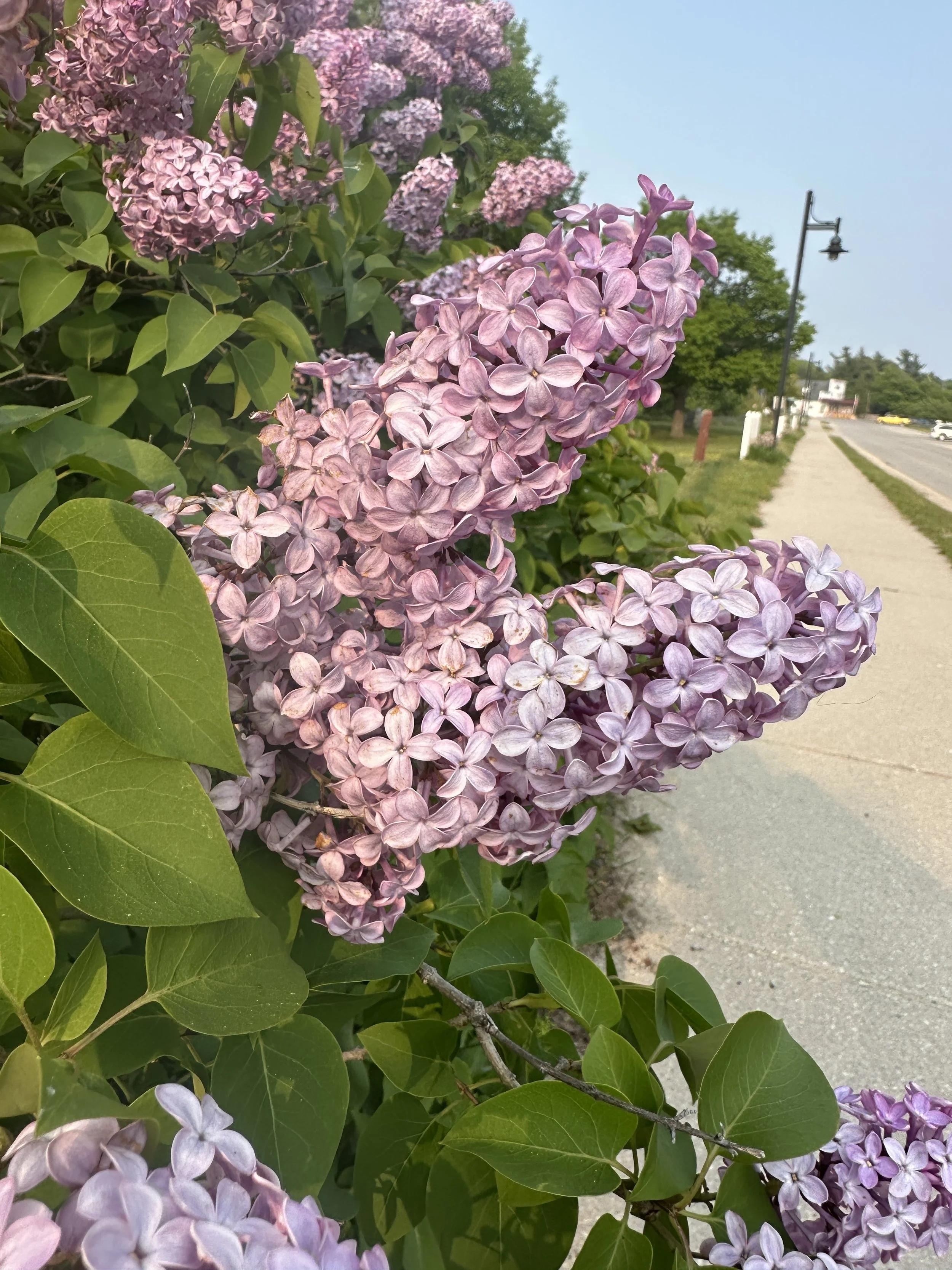 The lilacs are in bloom and smell amazing