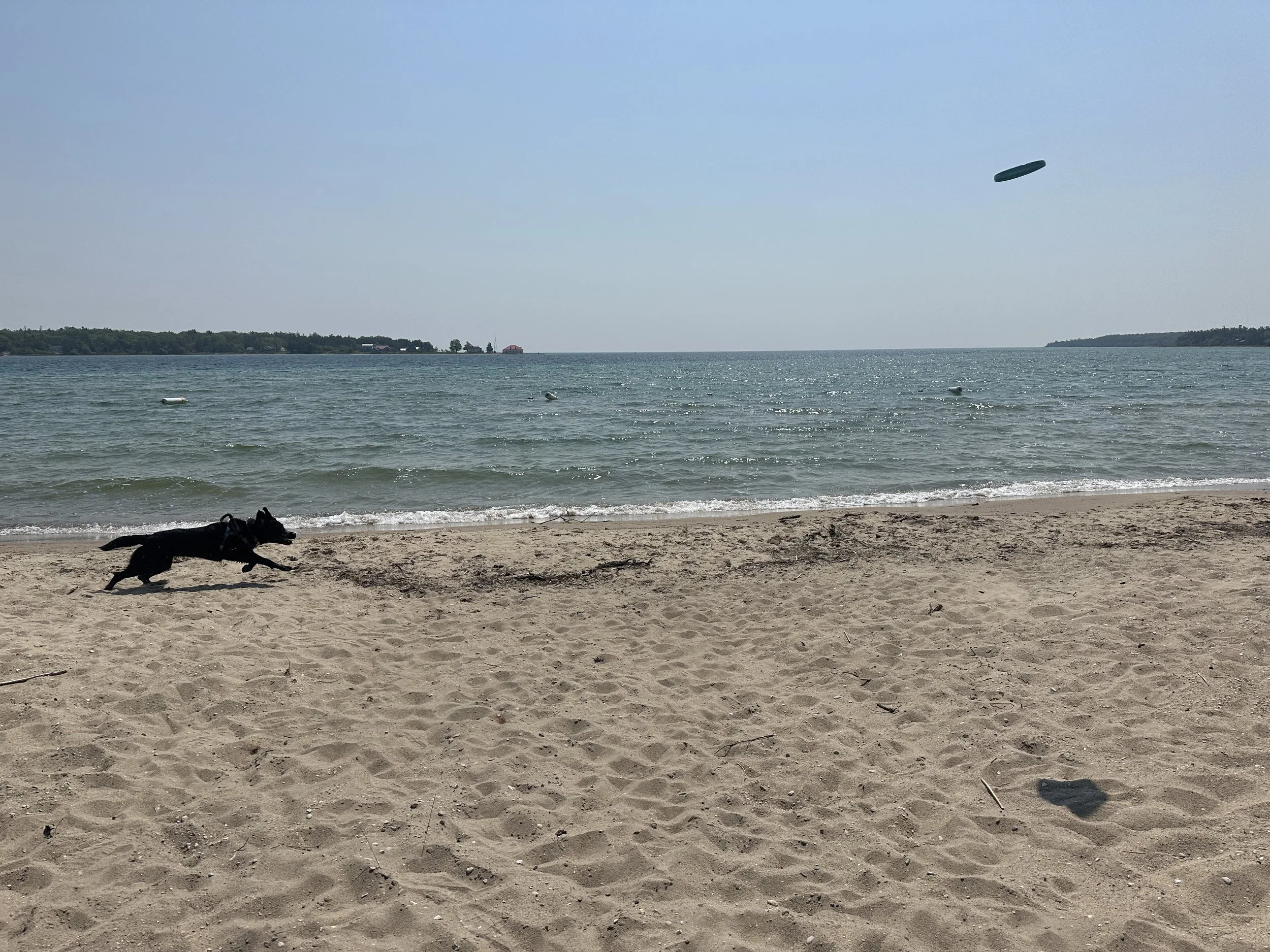 Kona working her Frisbee skills