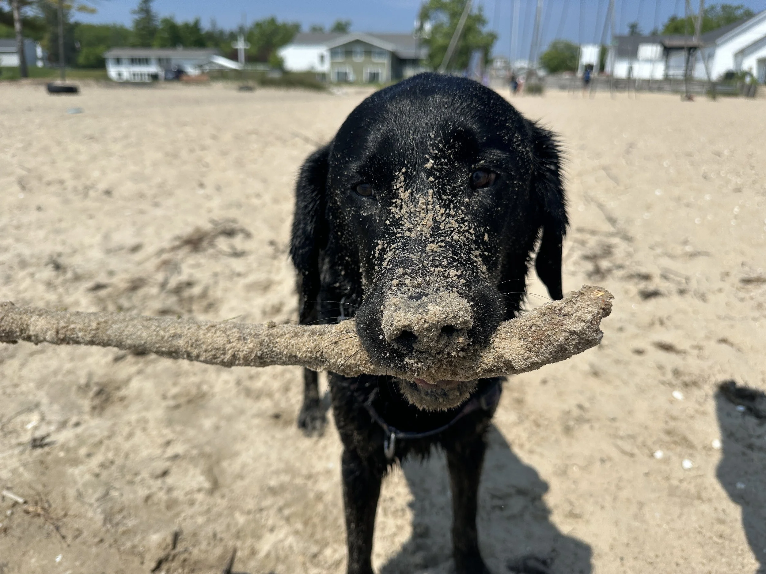 Life is gut with and in your snoot