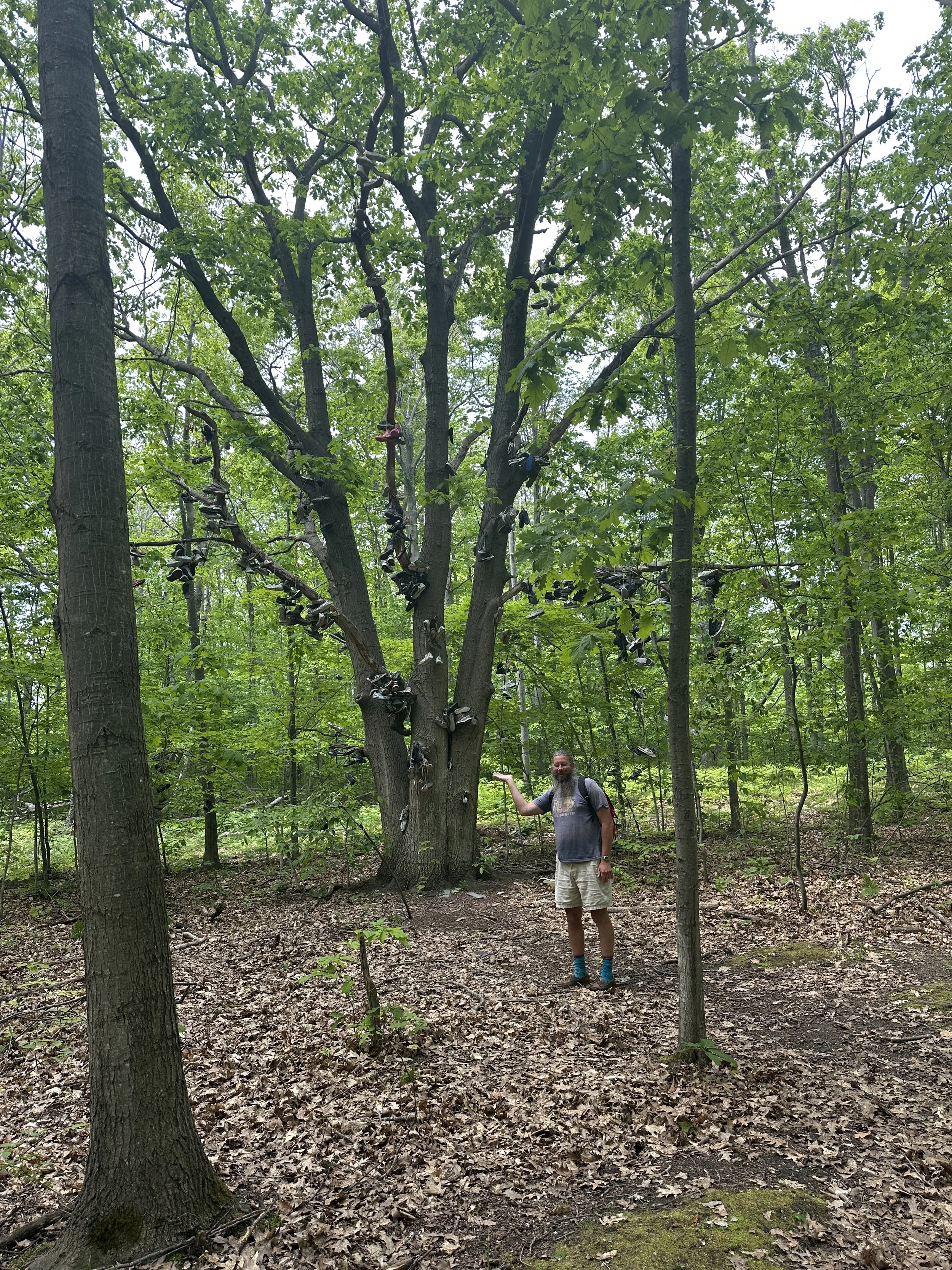 A shoe tree?