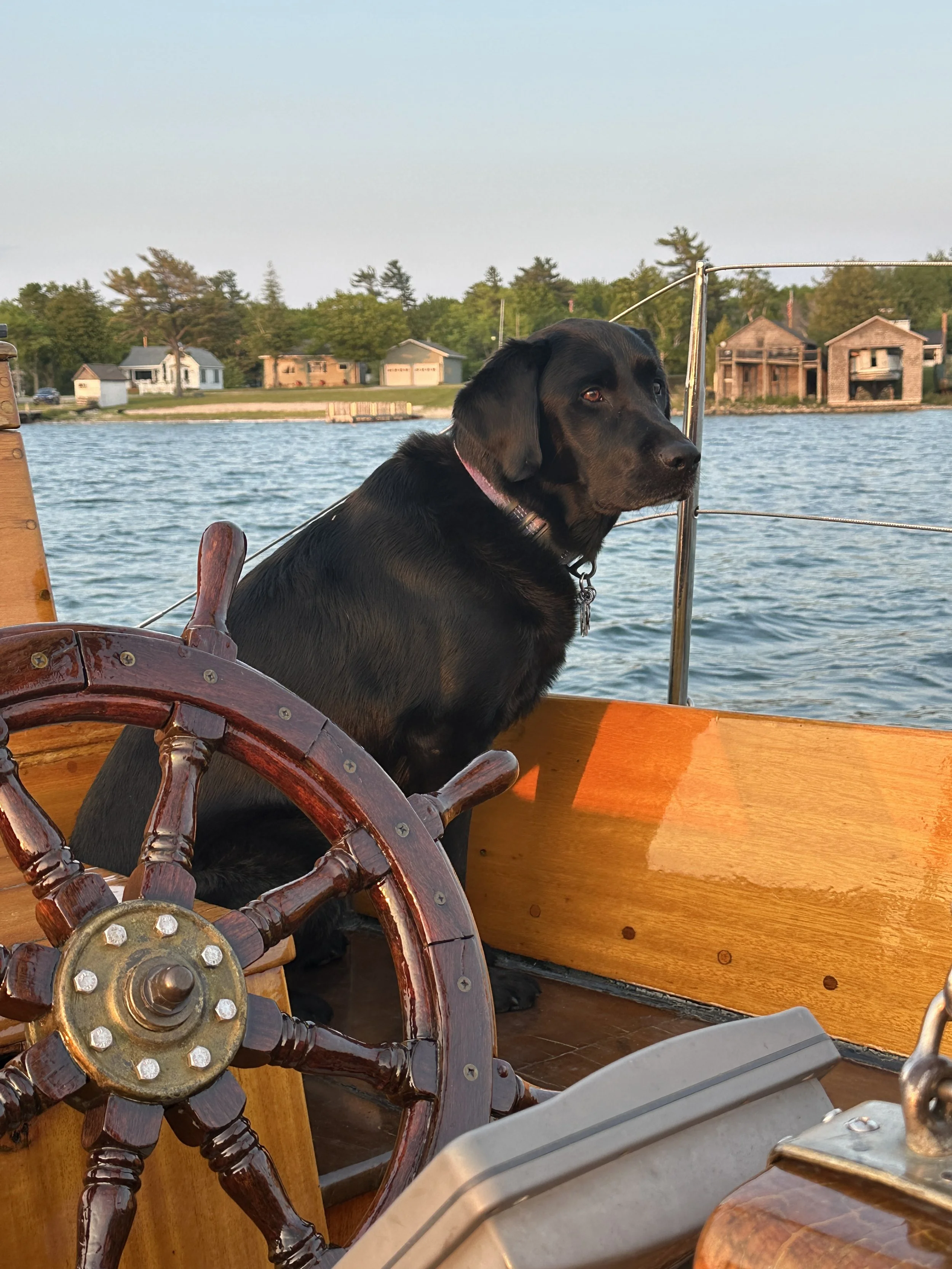 Kona keeping guard of Ciara