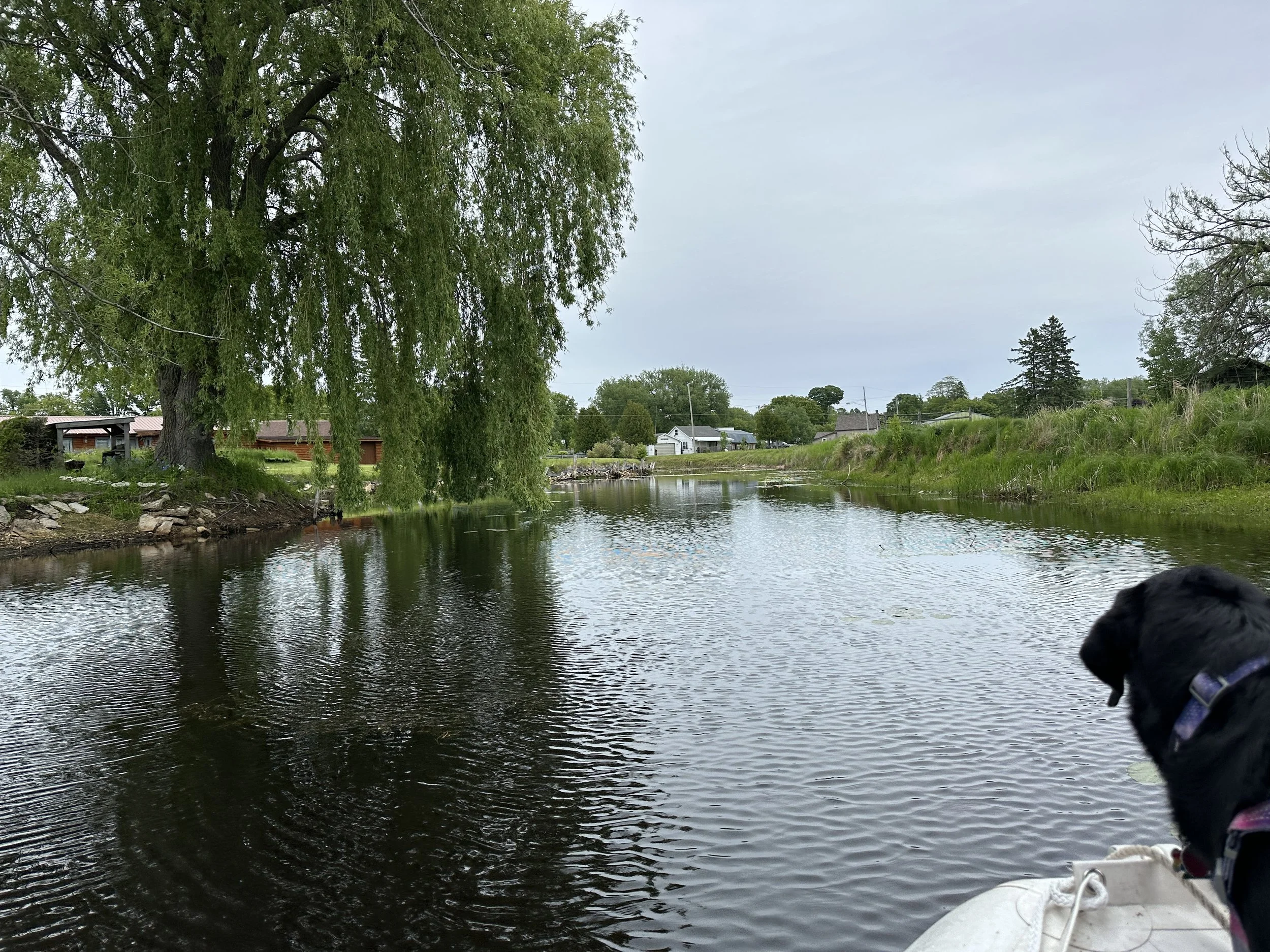I love weeping willows 