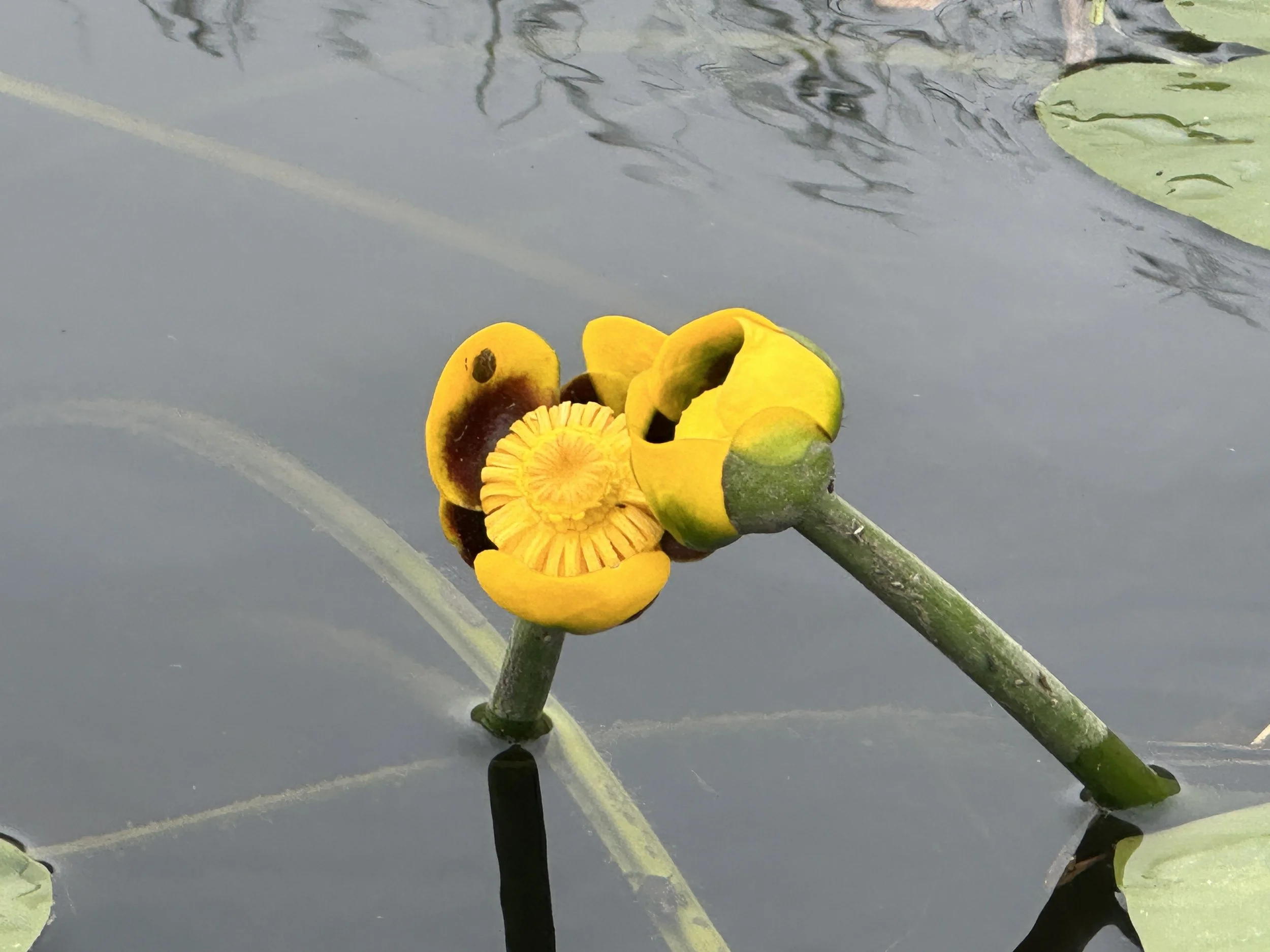These flowers are so cool looking!